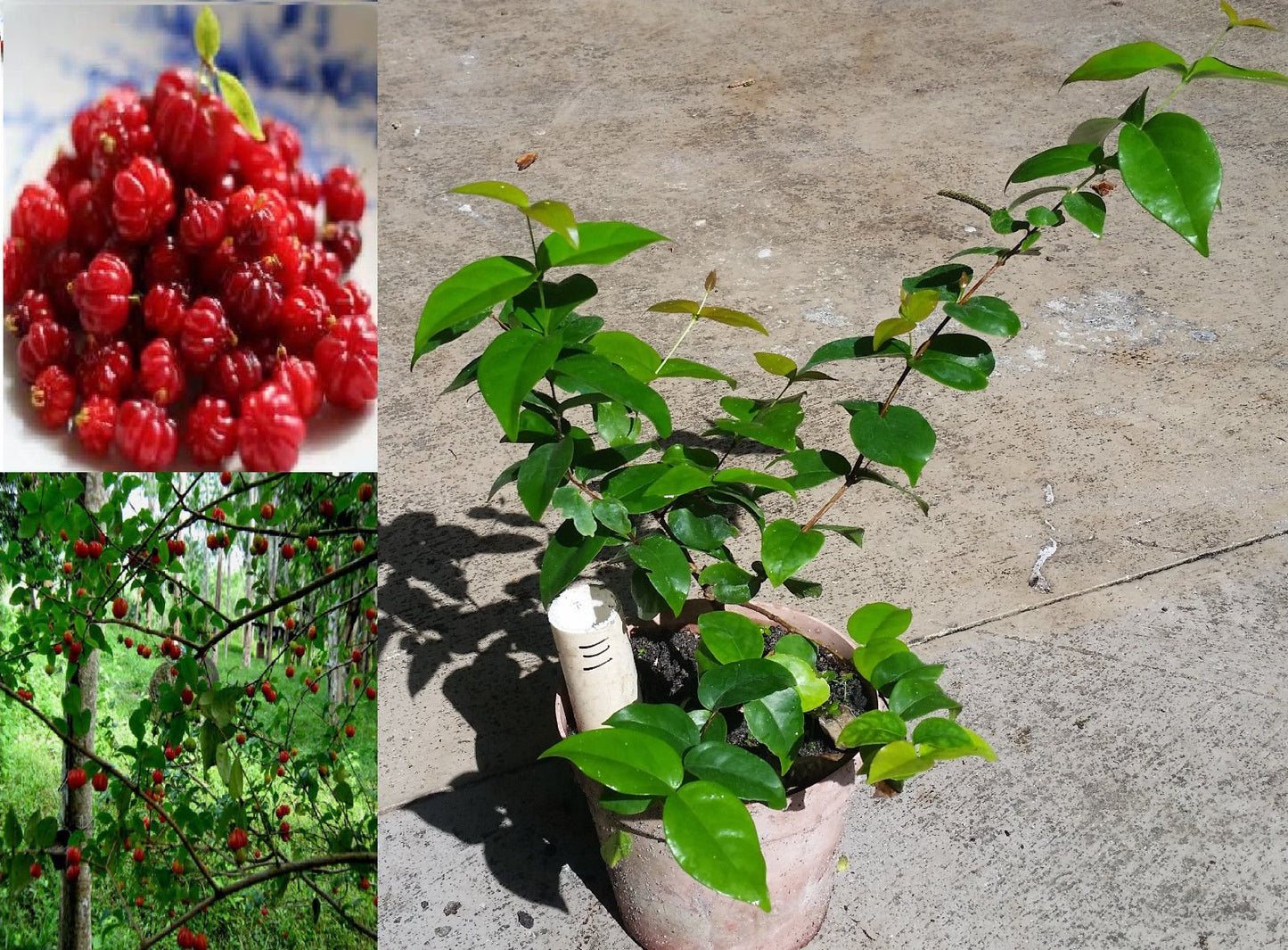 14" Surinam Cherry (a.k.a. Brazilian Cherry, Pitanga, Cayenne Cherry) Tree
