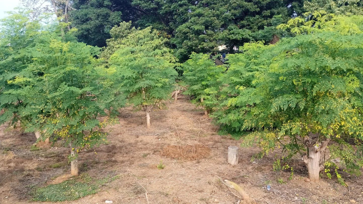 Moringa Trees 5 Live Moringa Plants with Moringa Seeds - Organically Grown - Non-GMO - Miracle Tree - Moringa Oleifera - Herb, Drought-Tolerant, Resilient, Hardy