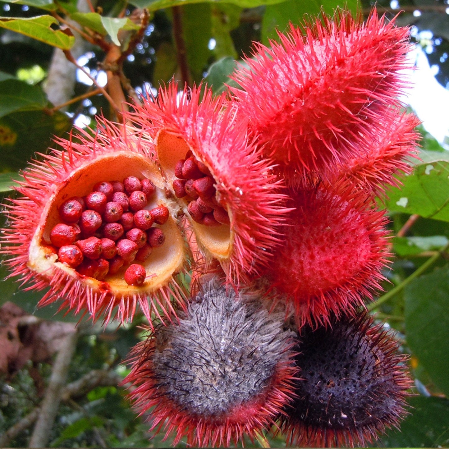 Annatto Seeds (Bixa orellana) Packet of 20 Seeds