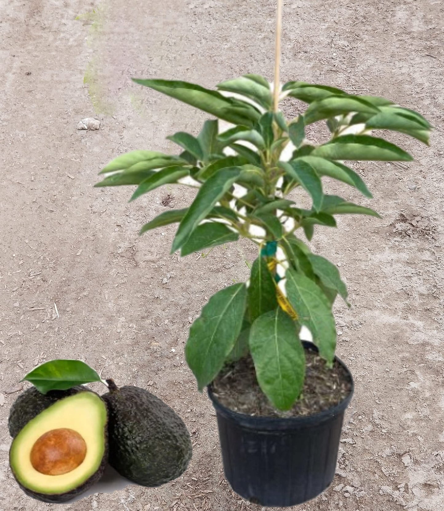 Live Avocado Grafted Tree (HASS (A), 3 Gallon)
