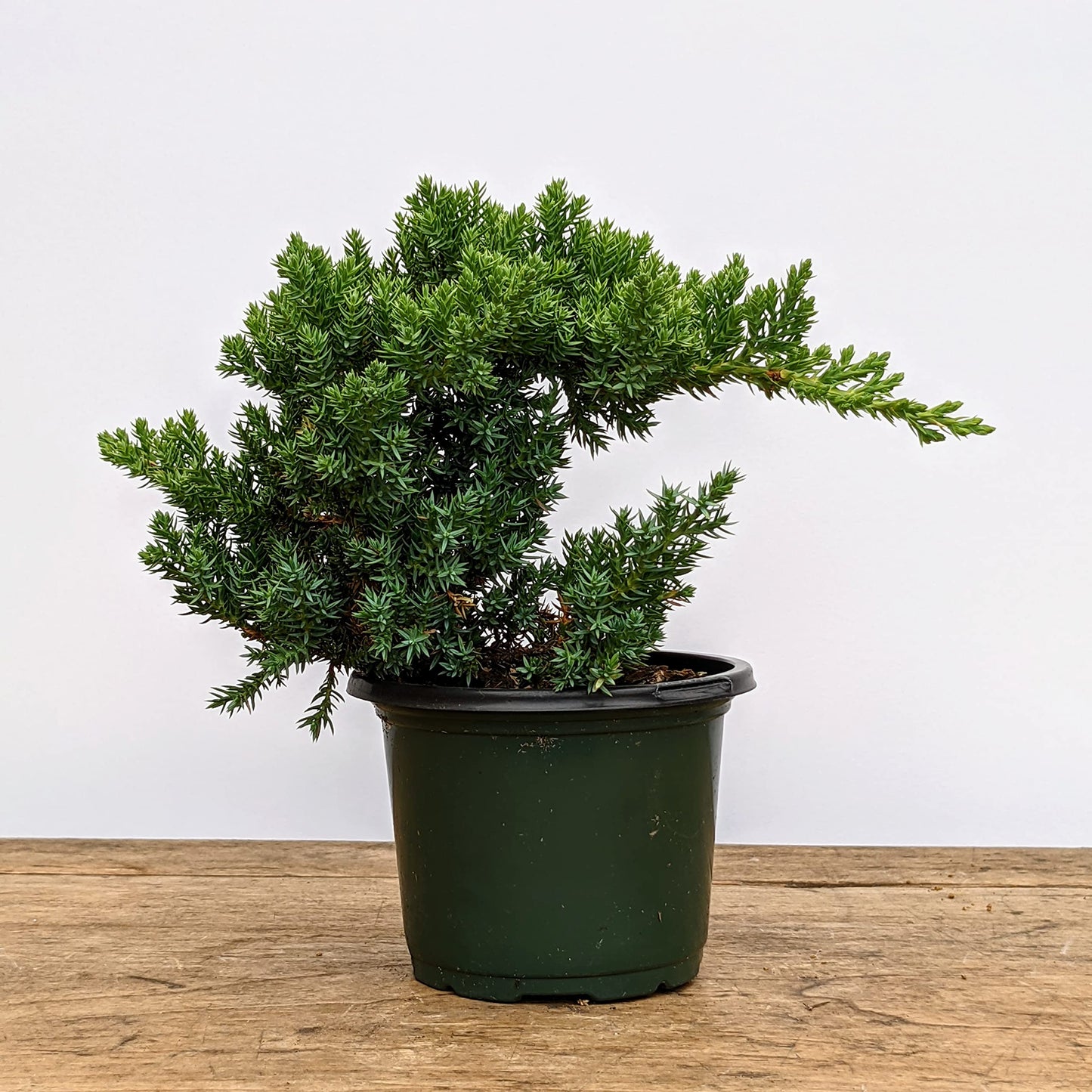 Healthy Juniper Outdoor Bonsai Tree - Easy to Care for, Responds Well to Wiring and Reshaping, Strictly an Outdoor Tree (Not Sold in California)