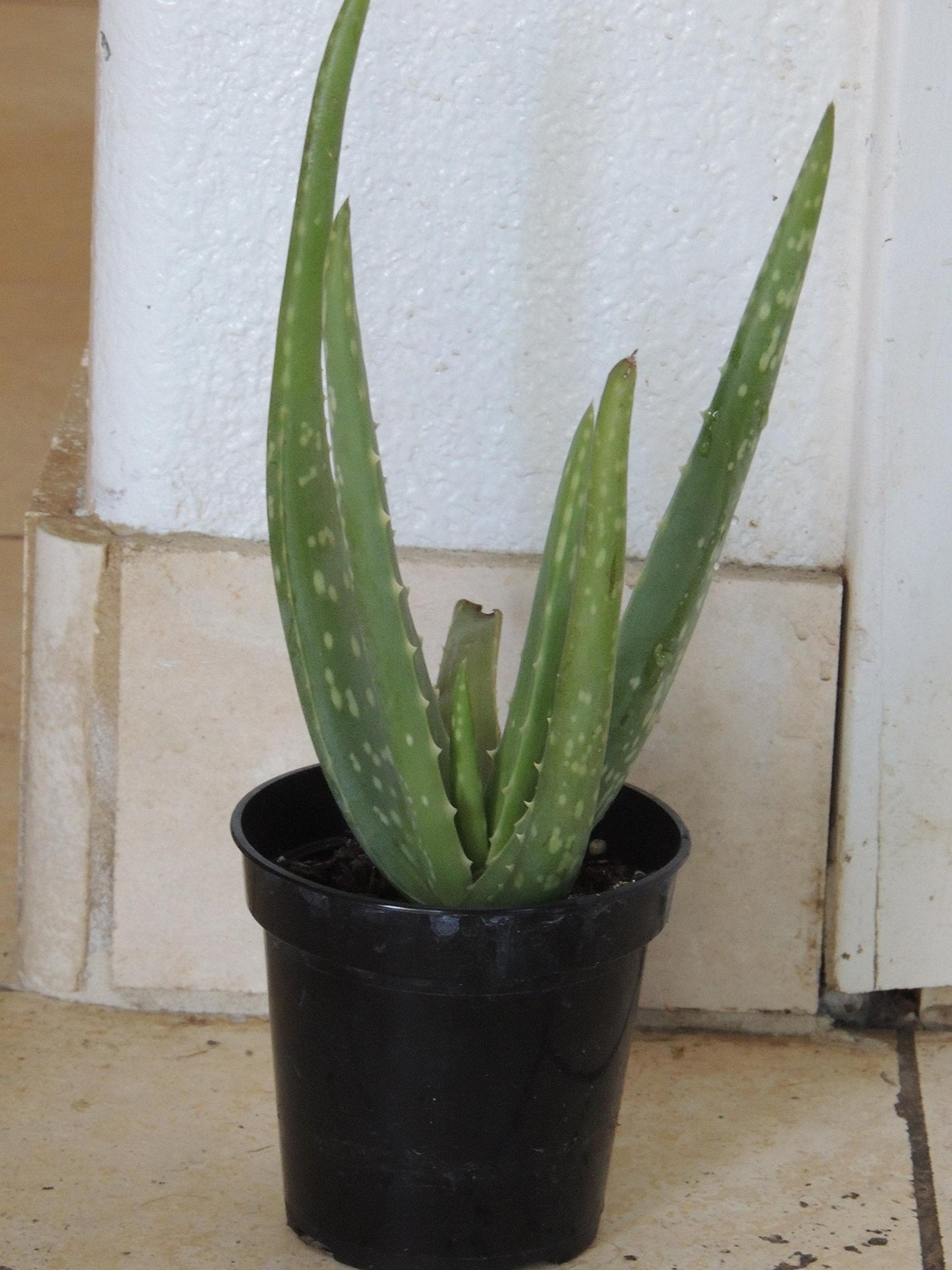 Two Healthy Strong Aloe Vera Plants 10-12 Inches Tall