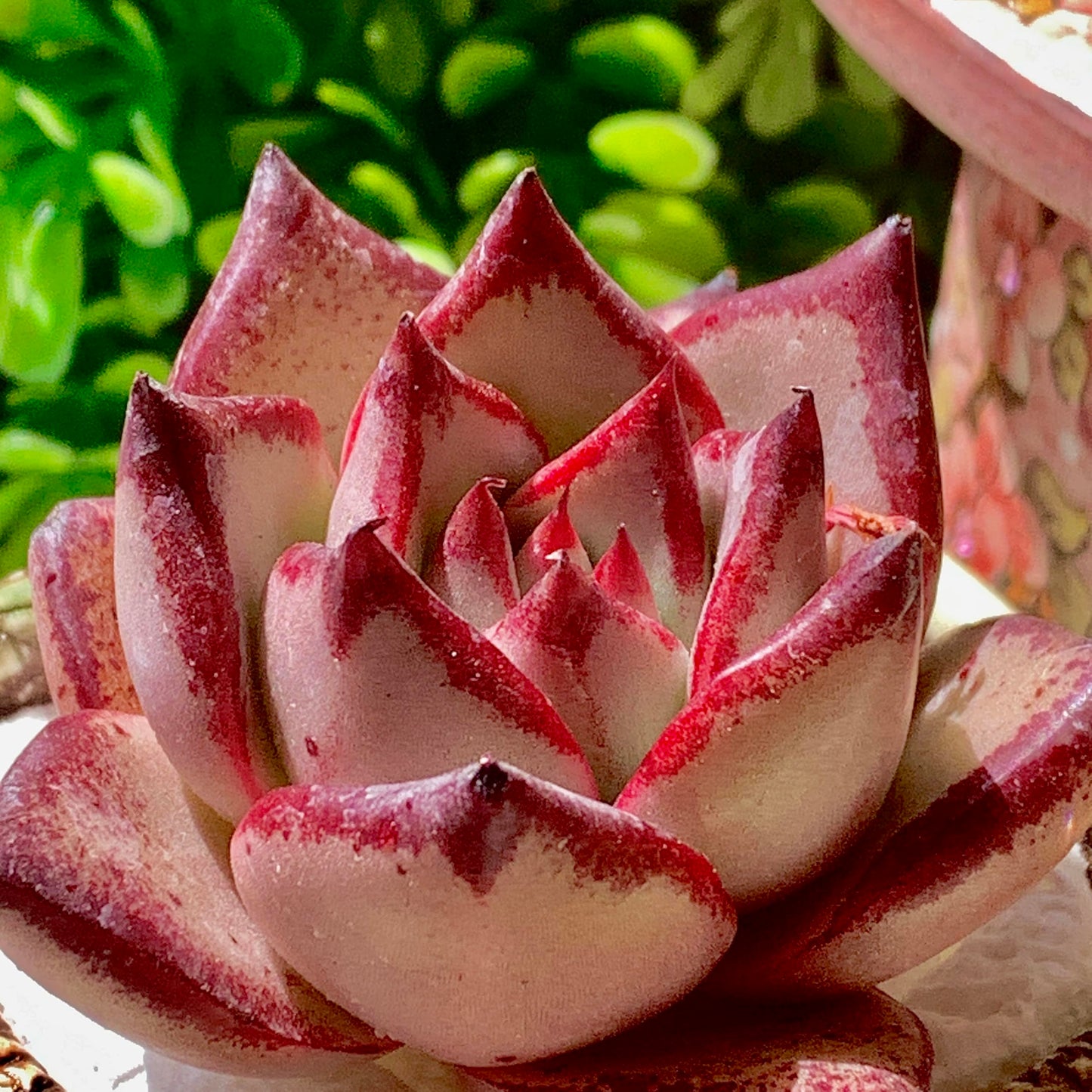 Echeveria agavoides Romeo Succulent Kit - with Plastic Pot, 1 Head 2" Live Plant, Compressed Soil & Guide, for Garden Indoor Office Desk (1, Echeveria agavoides Romeo)