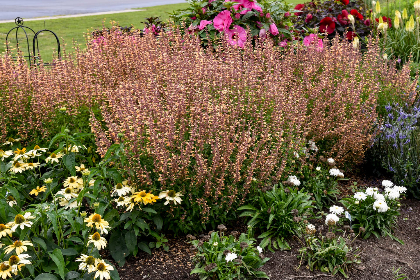 Live Plant from Green Promise Farms - Proven Winners, Agastache x Meant to Bee Queen Nectarine, Annise Hyssop, Peach Flowers - #1 Gallon Size Container