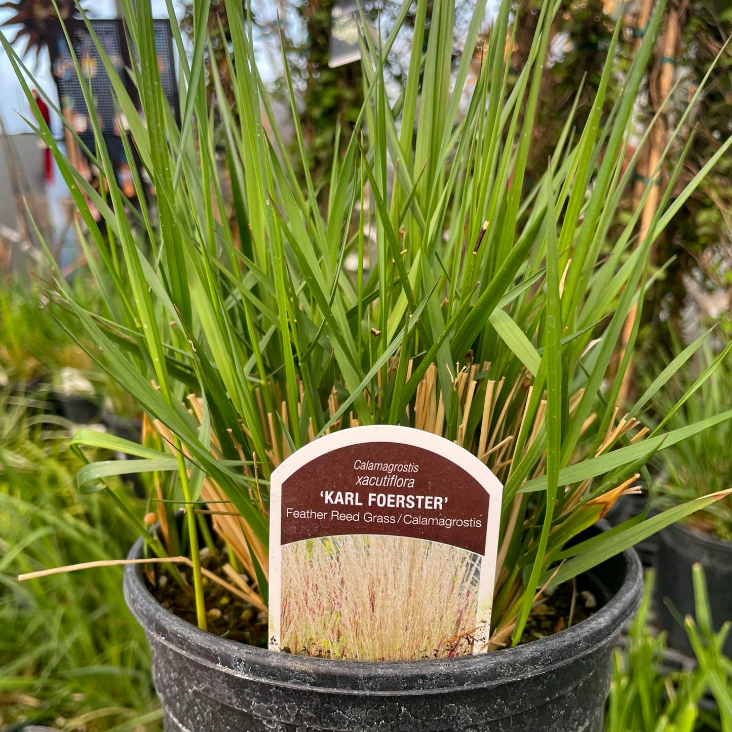 Karl Foerster Calamagrostis (Feather Reed Grass), Perennial, Cool-Season Ornamental Grass, Live Plant, 1 Gallon Growers Pot