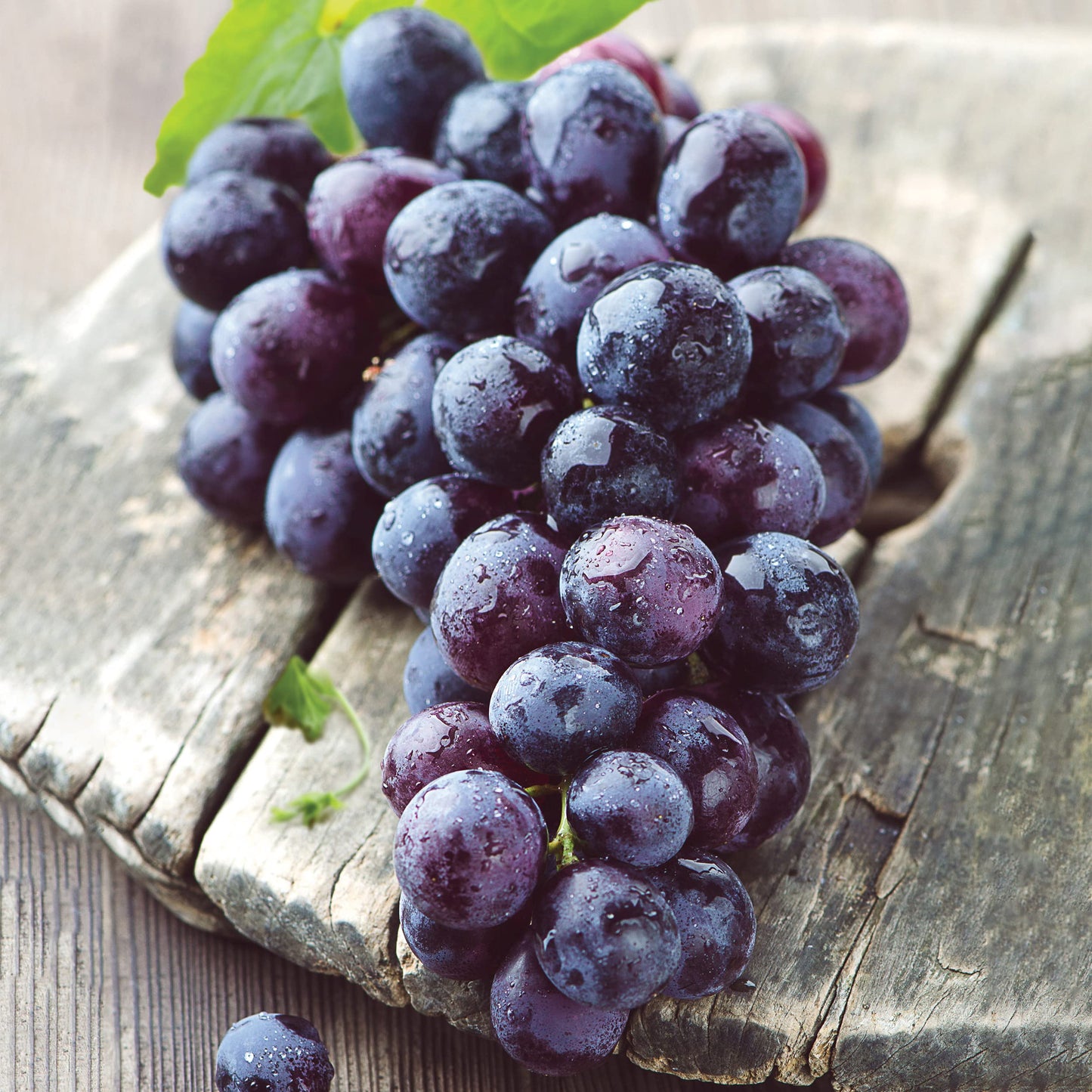 Garden State Bulb Concord Seedless Grape, Bare Root, Non-GMO, Spring Planting (Bag of 1)