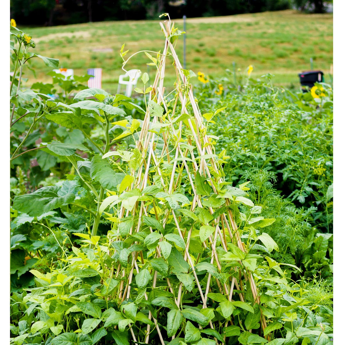 4ft Expandable Bamboo Teepee Trellis for Climbing Plants, Self-Standing Natural Bamboo Trellis for Plant Support, Folding Garden Trellis for Vines Flowers Vegetable Indoor Outdoor