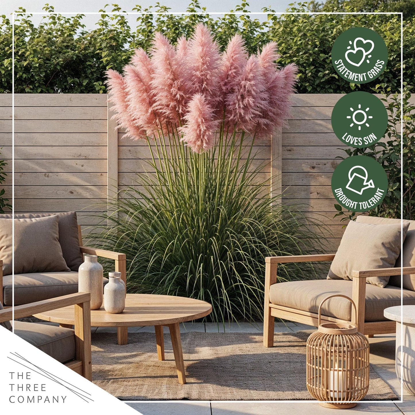 Live Ornamental Pampas Grass (Cortaderia selloana) - Assorted Pink and White (2 Pack) - Perennial Accent Plant - 10" Tall by 5" Wide in 1.5 Qt Pot