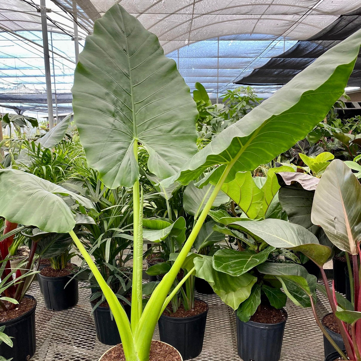 Live Plant - Giant Taro (Alocasia Macrorrhiza) Live Plant 2′-3′ Feet Tall