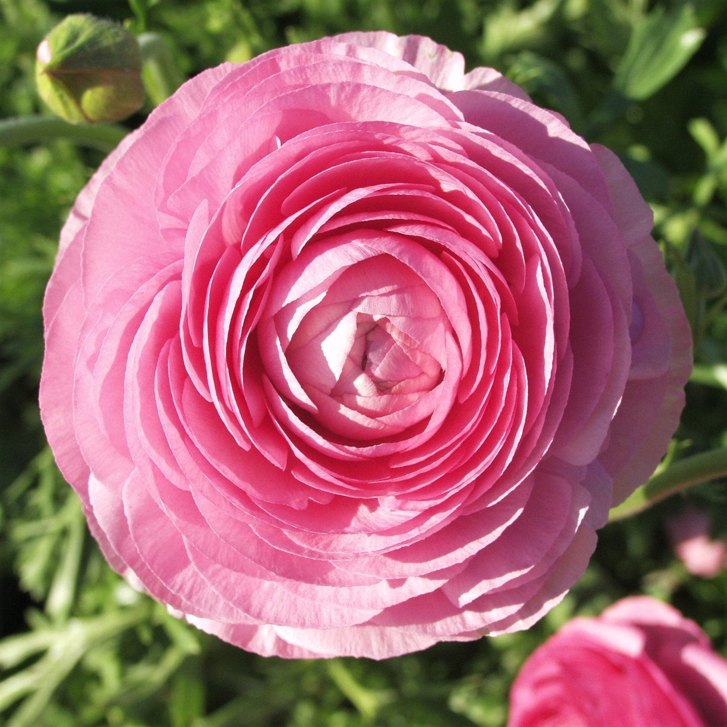 Easy to Grow Ranunculus Tecolote Pink 10 Flower Bulbs - Spring Pink Blooms in Sun, Carlsbad Flower Fields, Great for Cutting