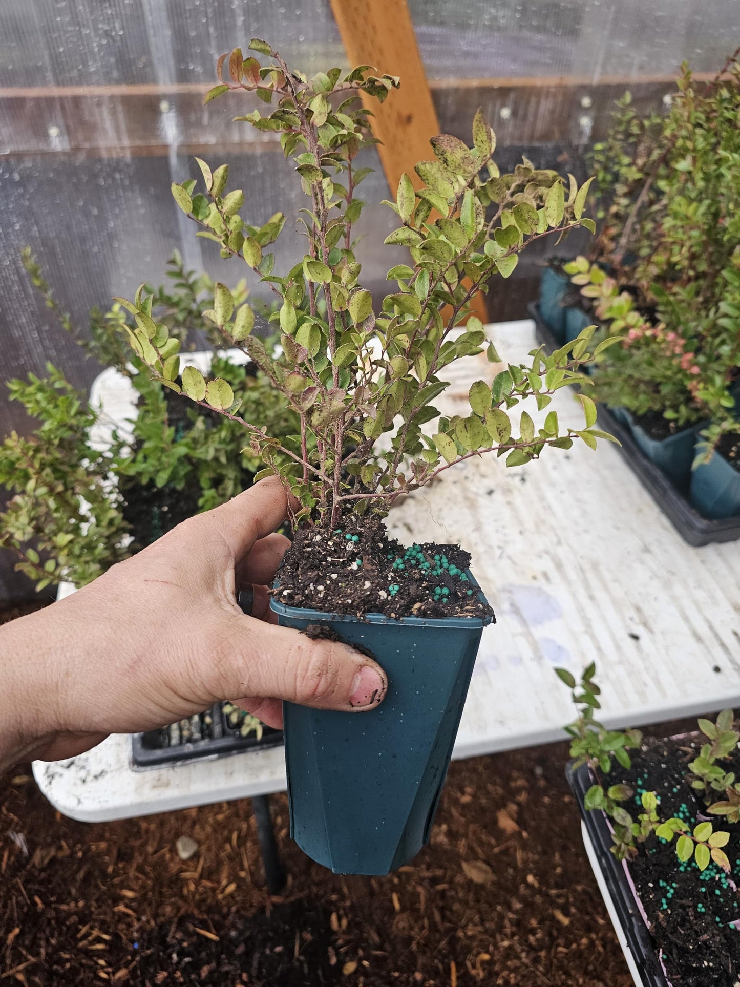 2-Pack Large Live Berry Plants Set, Huckleberry and Red Raspberry 5" pots