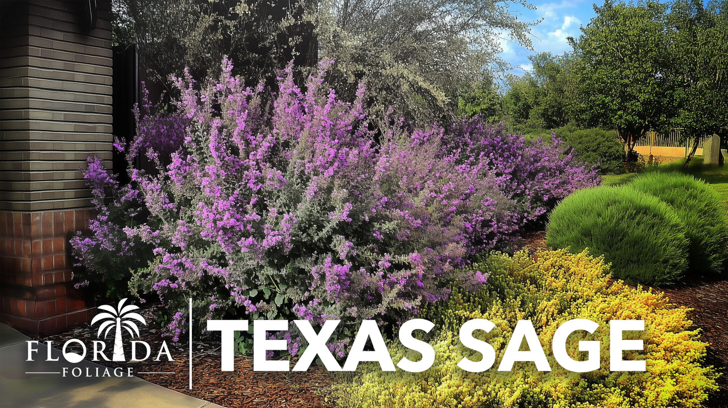 Texas Sage | 1 Extra Large Trade 3 Gallon Plant | Leucophyllum frutescens | Drought Tolerant | Low Maintenance Landscaping