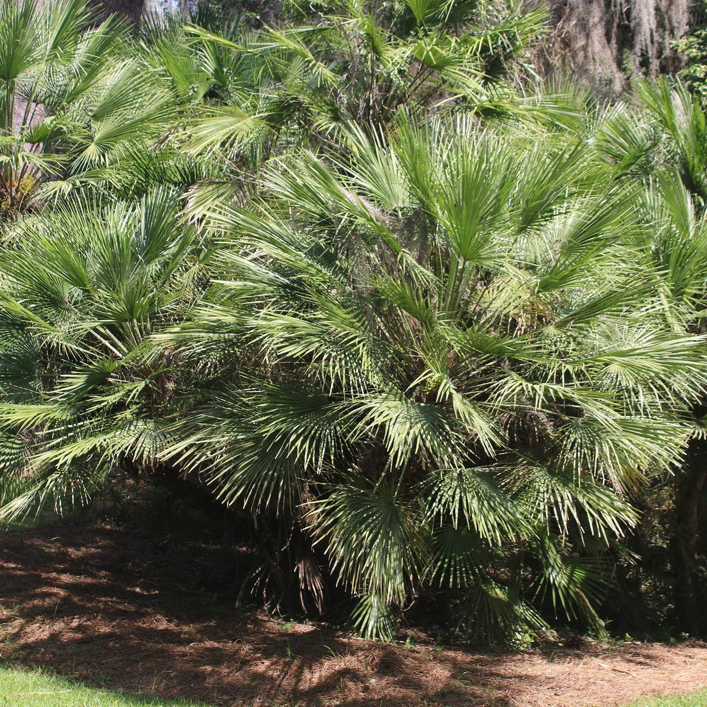 Windmill Palm 1 Gallon