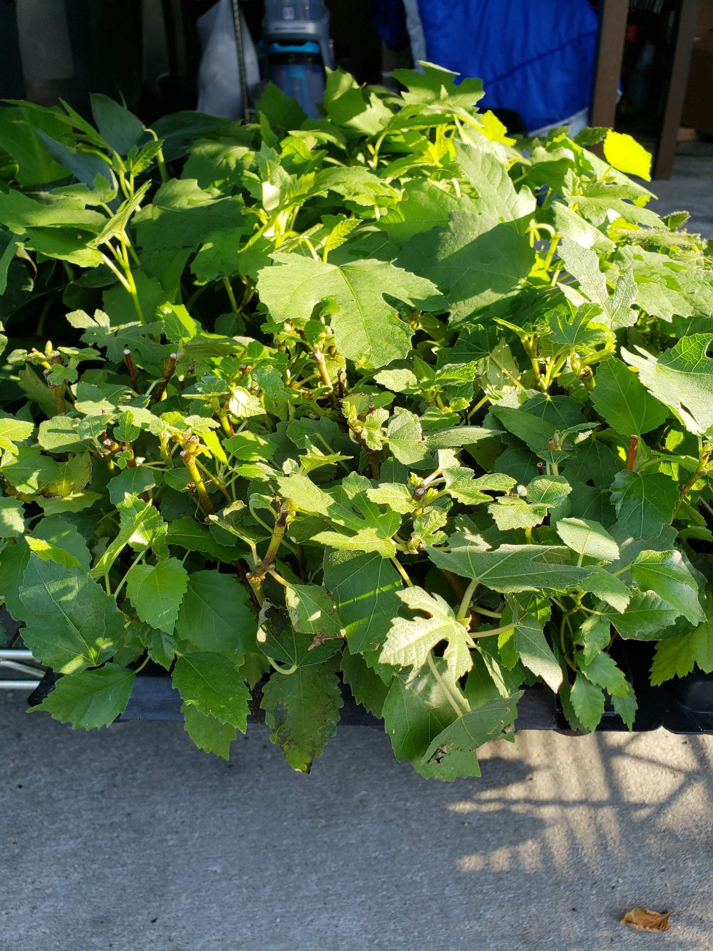 Fig Trees"Violette de Bordeaux" Includes Four (4) Live Plants