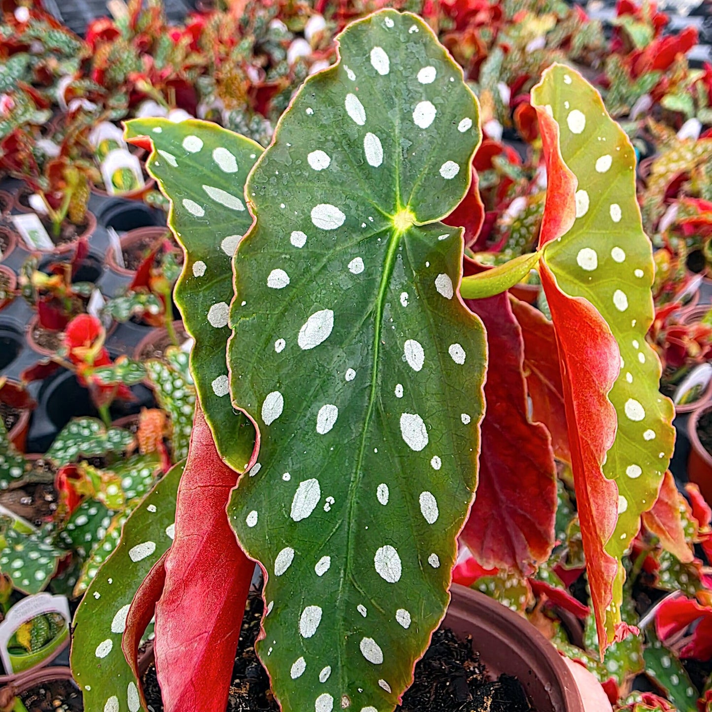 Begonia maculata 'Wightii', Polka Dot/Clown/Trout/Spotted Begonia, Live Houseplant, Spotted and Dotted Angel Wing Foliage, Rare, Container Size: 3.5"