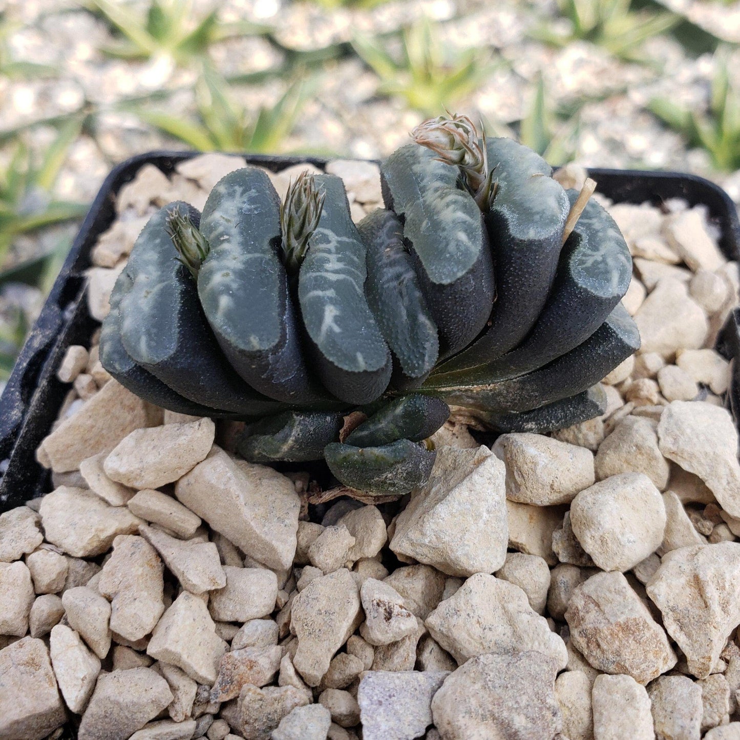 Haworthia Truncata Cacti Cactus Succulent Real Live Plant