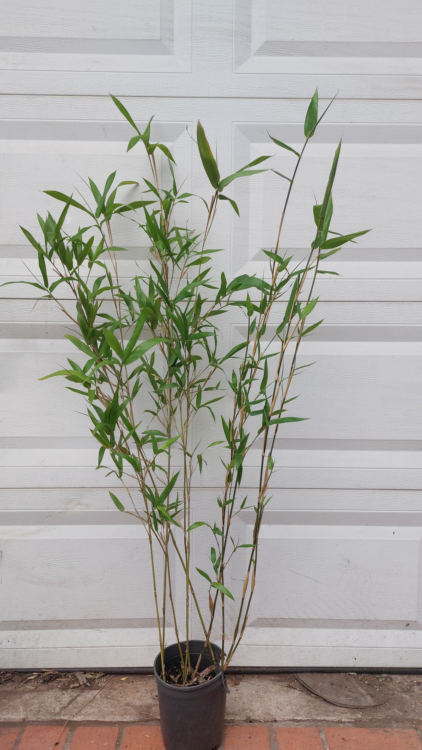 Box of 3 Phyllostachys Bissetii Bisset’s Bamboo #1 Size Live Plant