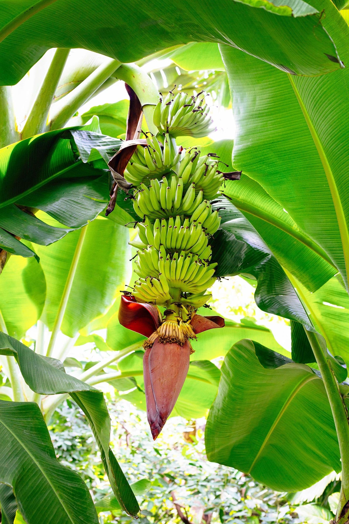 Banana Basjoo (Musa basjoo) Plants (4 Pack) β Live Plants for Planting, Cold Hardy Banana for Lush Tropical Look, Fast Growing Garden or Patio Foliage, Thrives in Zones 5β11