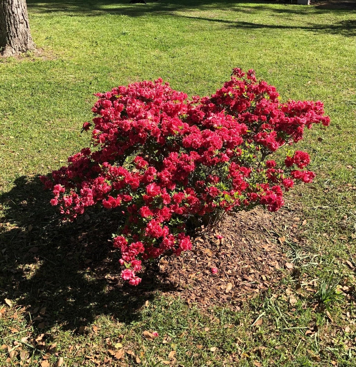 Live Plant - Red Ruffle Azalea (Rutheford Hybrid)