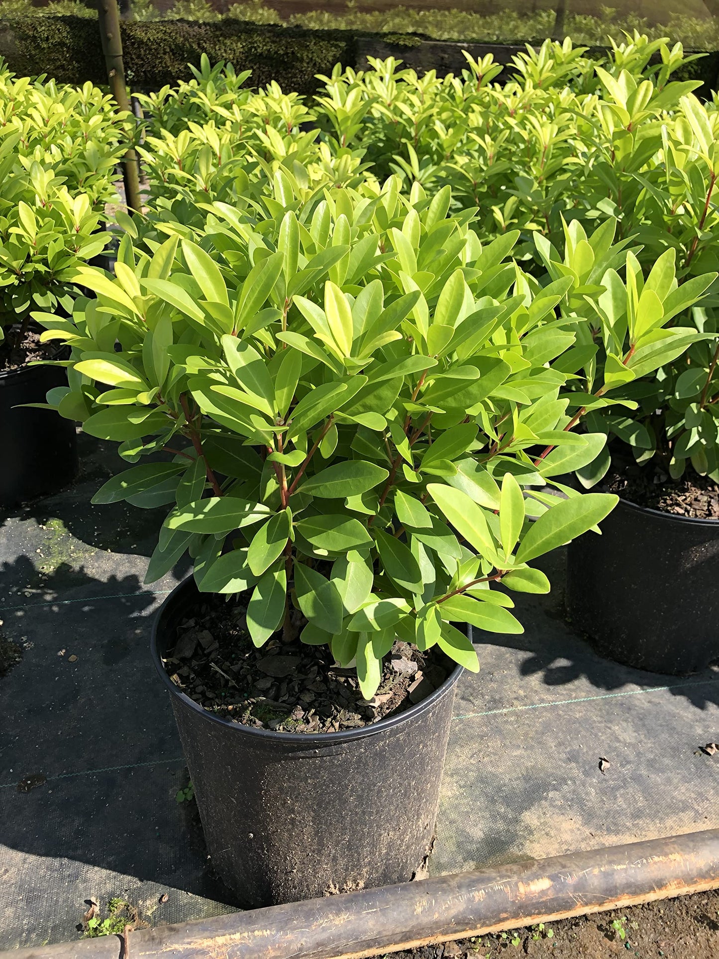 Illicium 'Florida Sunshine' (1 Gallon)