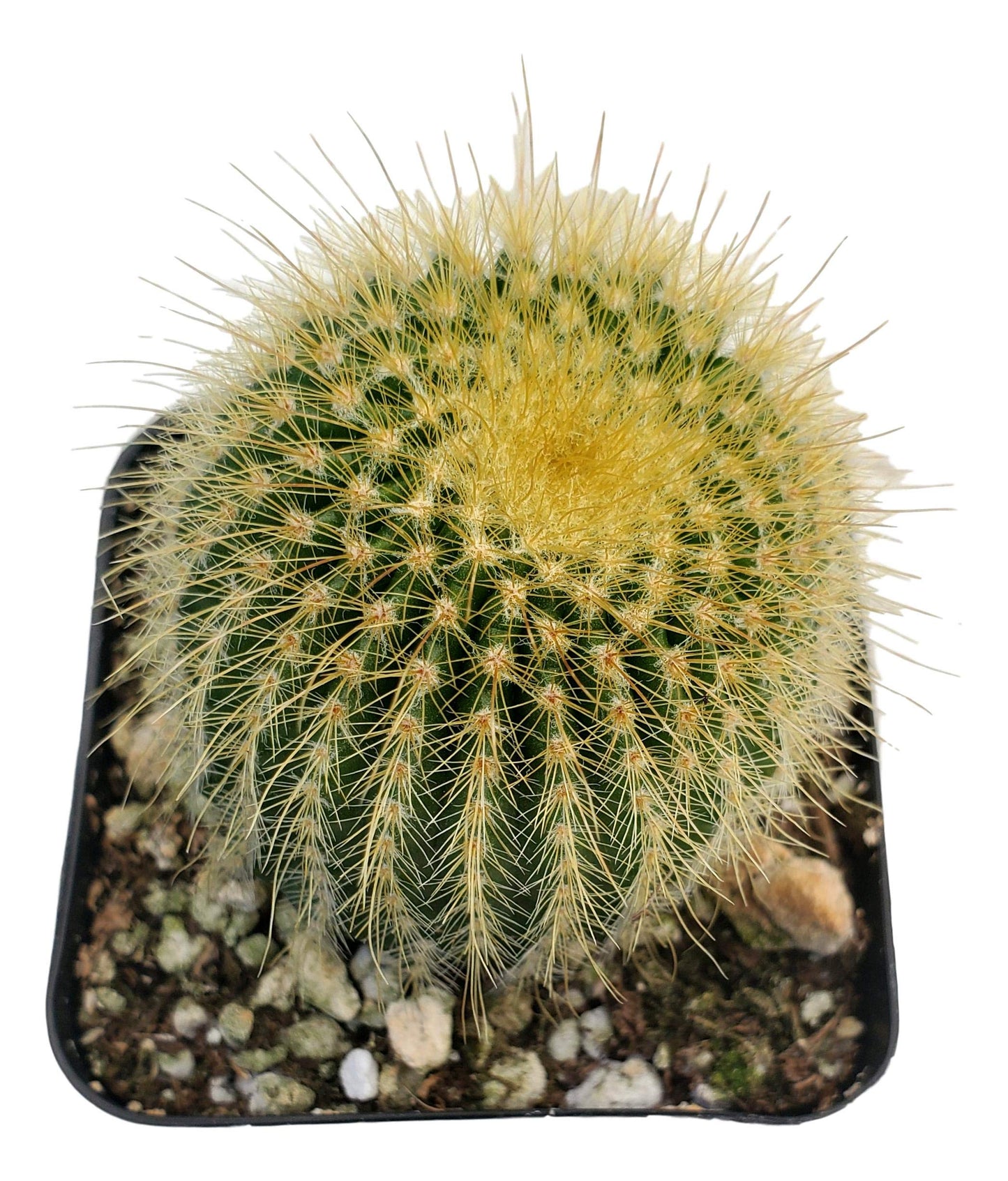 Fat Plants San Diego Living Indoor Succulents and Cactus Rooted in Plastic Planters with Soil (2.5 Inch, Ball Cactus)