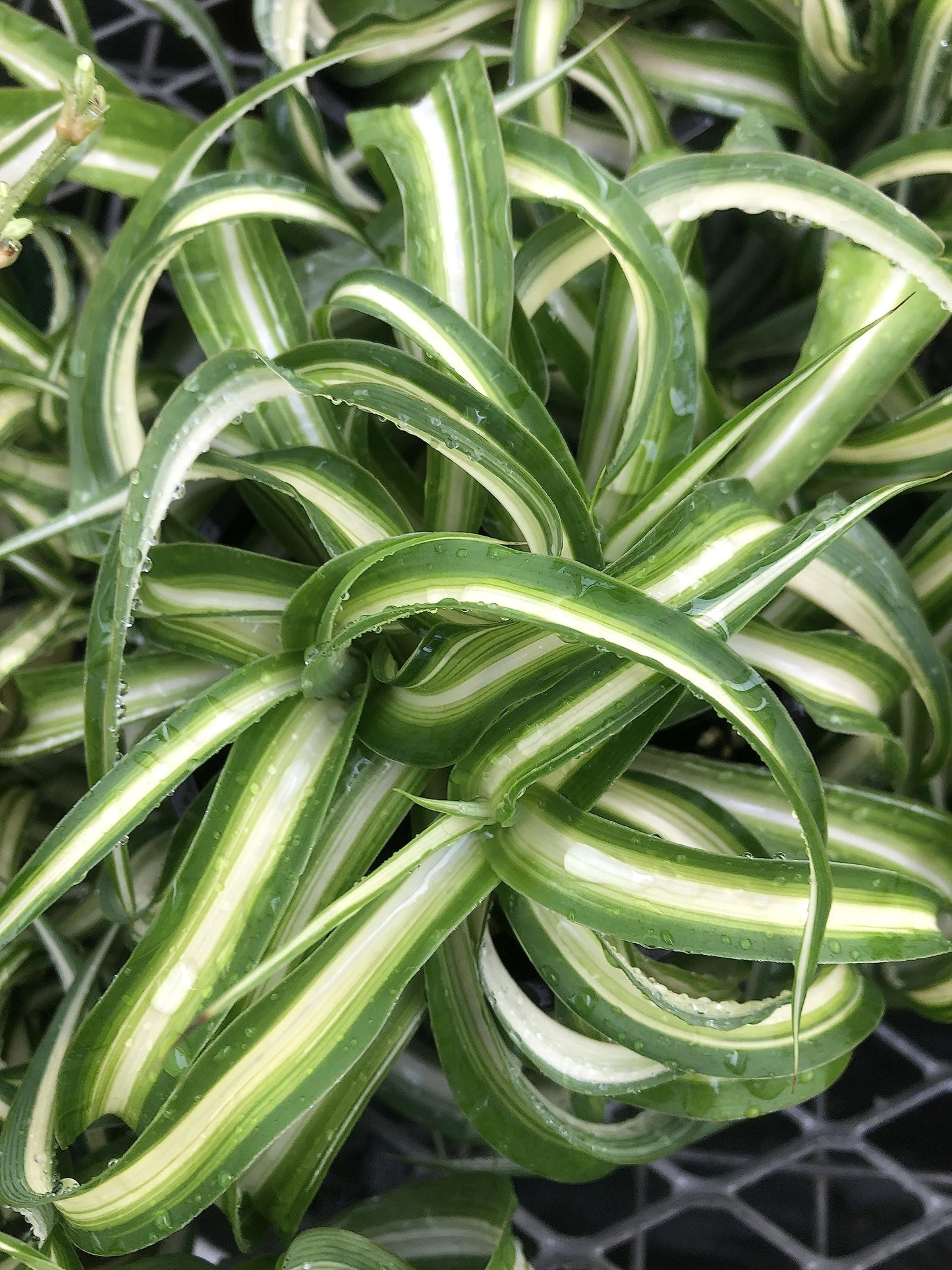 Spider Plant Live houseplant - Bonnie Curly Variety, Air-Purifying, Low Maintenance, Perfect for Home and Office Décor, Chlorophytum comosum, Easy Care Starter Plants