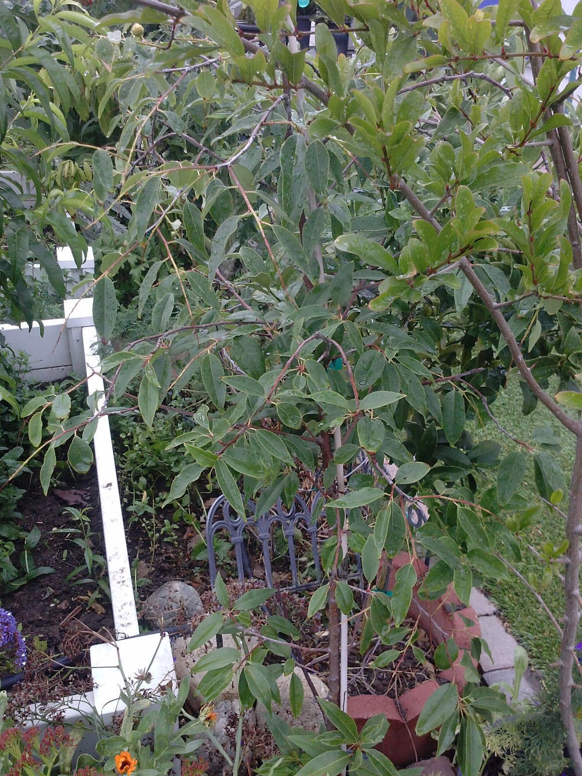 9EzTropical - Capulin Cherry - 1 Plant - 2 Feet Tall - Ship in 3 Gal Pot