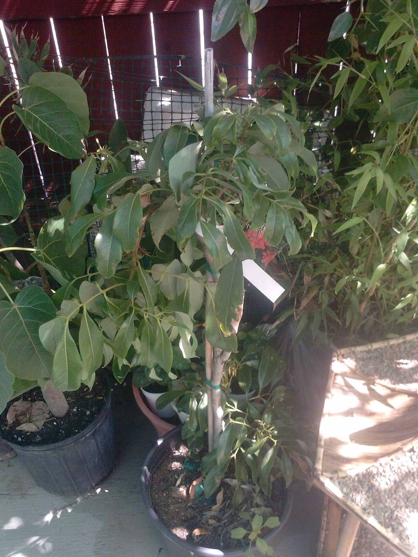 9EzTropical - Lychee Tropical Fruit Tree - 2 Feet Tall - Grafted Tree - Ship in 1 Gal Pot