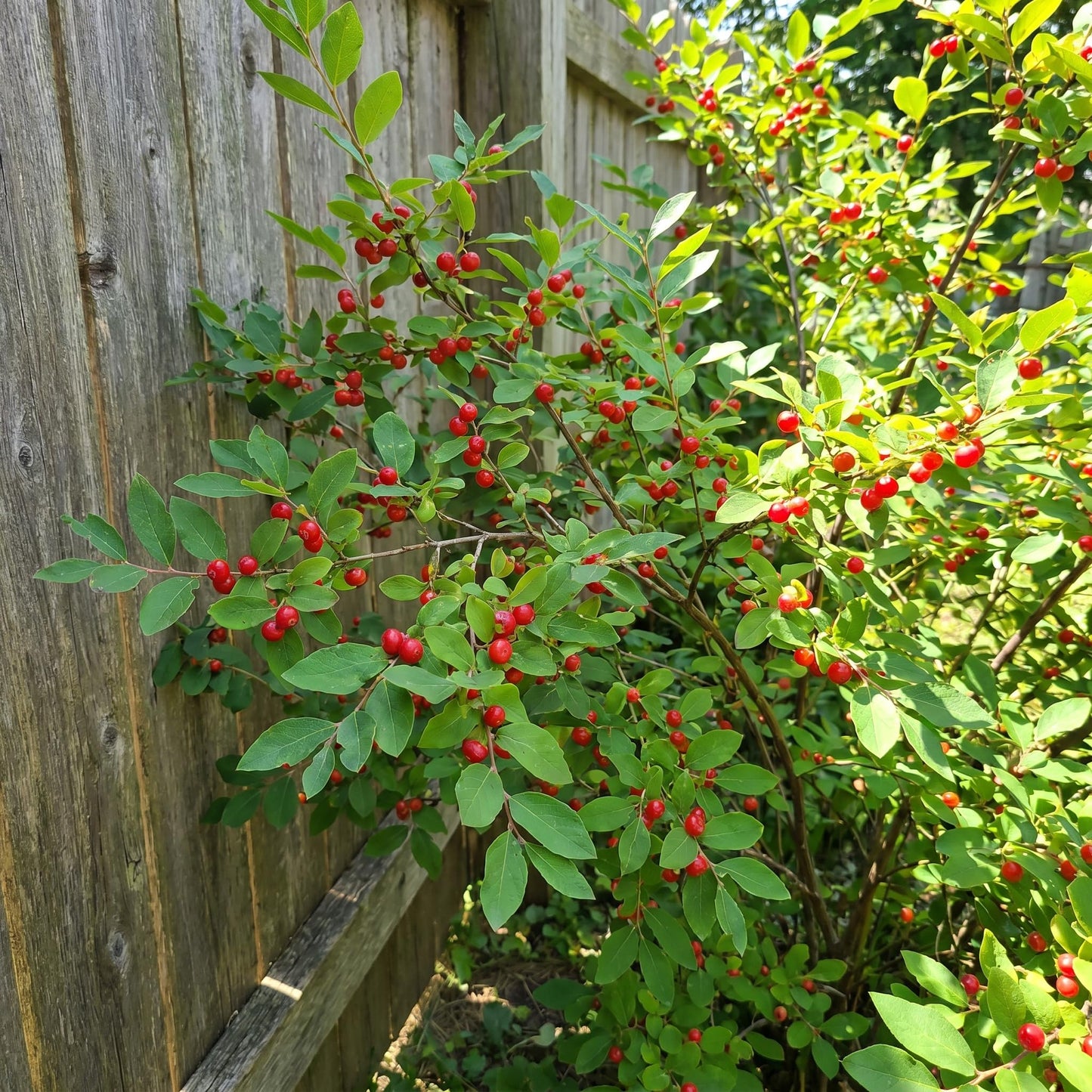 Huckleberry Plant Live, Sweet Edible Berries Tree 6-10 Inch Tall, Hardy Fruit Bushes for Outdoor Garden