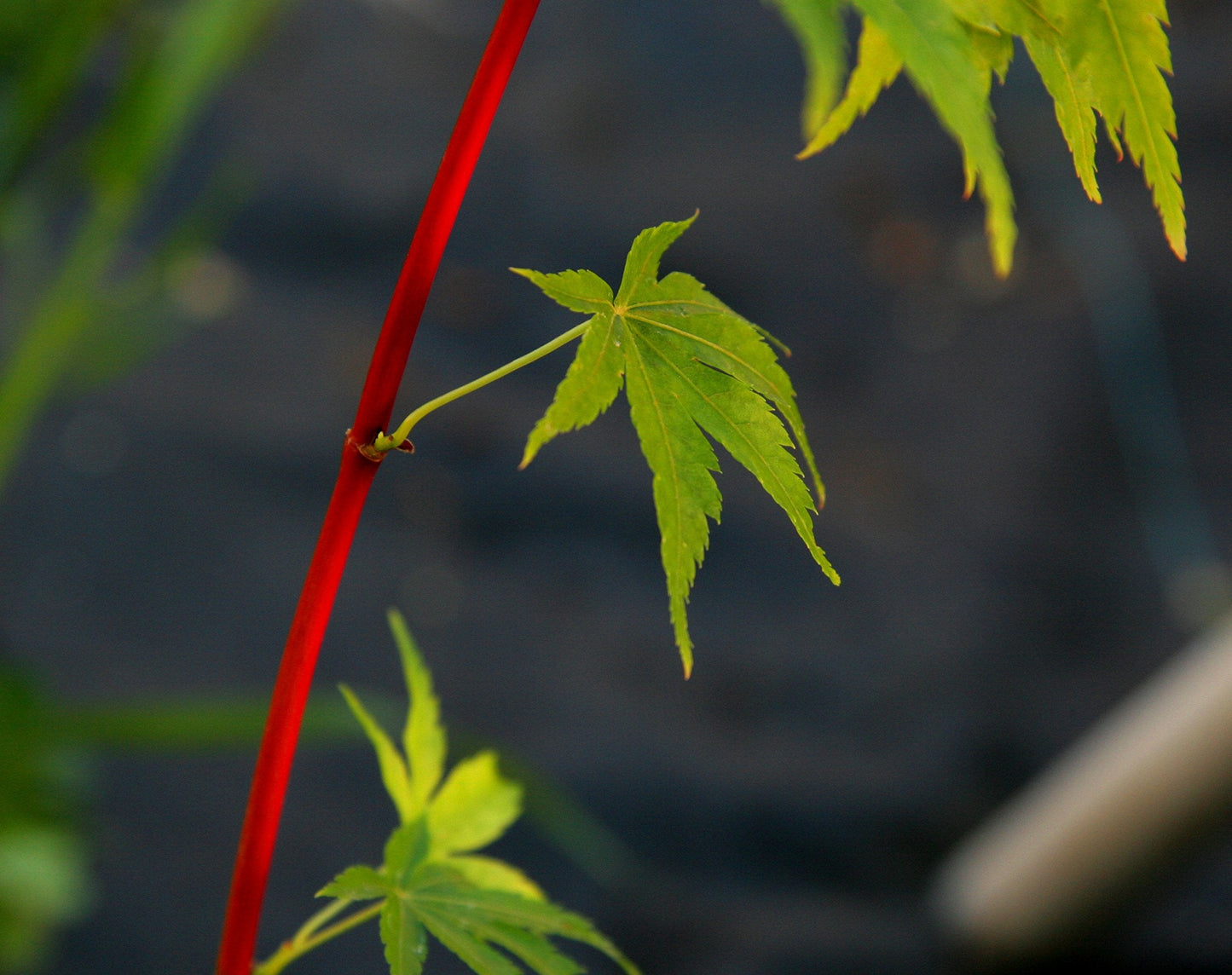 Coral Bark Japanese Maple Acer palmatum Sango Kaku 3 -Year Live Plant Brilliant Red Bark is Bright red, Year Round Beauty with a Spectacular Range of Leaf Color