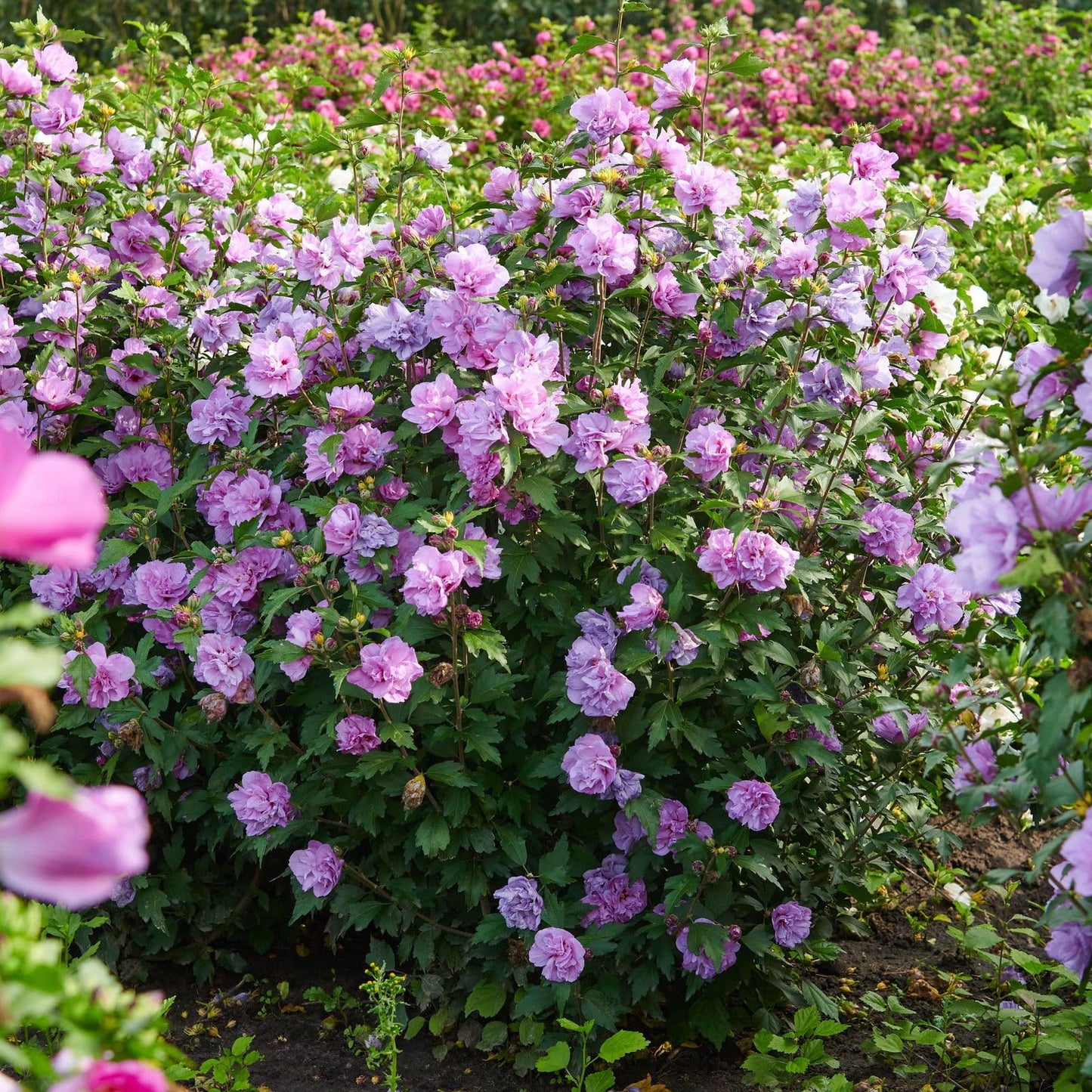 2 Purple Ardens Rose of Sharon Hibiscus (Althea) Shrubs - 10-16" Tall Live Plants - Flowering Bush/Tree Seedlings - Hibiscus syriacus - (2 Pack)