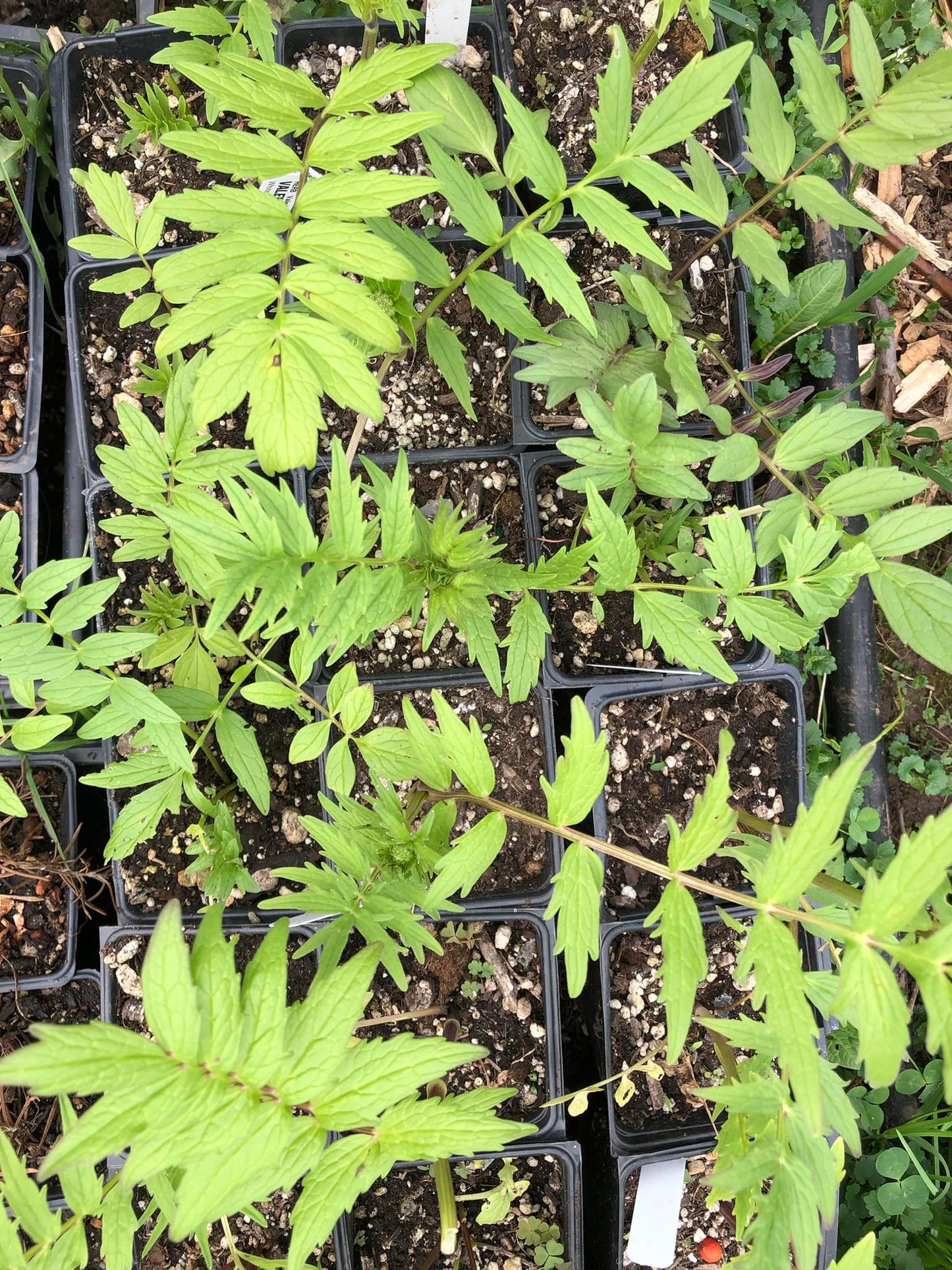 Smoke Camp Crafts Organic Valerian Herb Plant (Valeriana officinalis) Live Plant in 2.5-inch Pot - All-heal, Garden Heliotrope, Garden Valerian