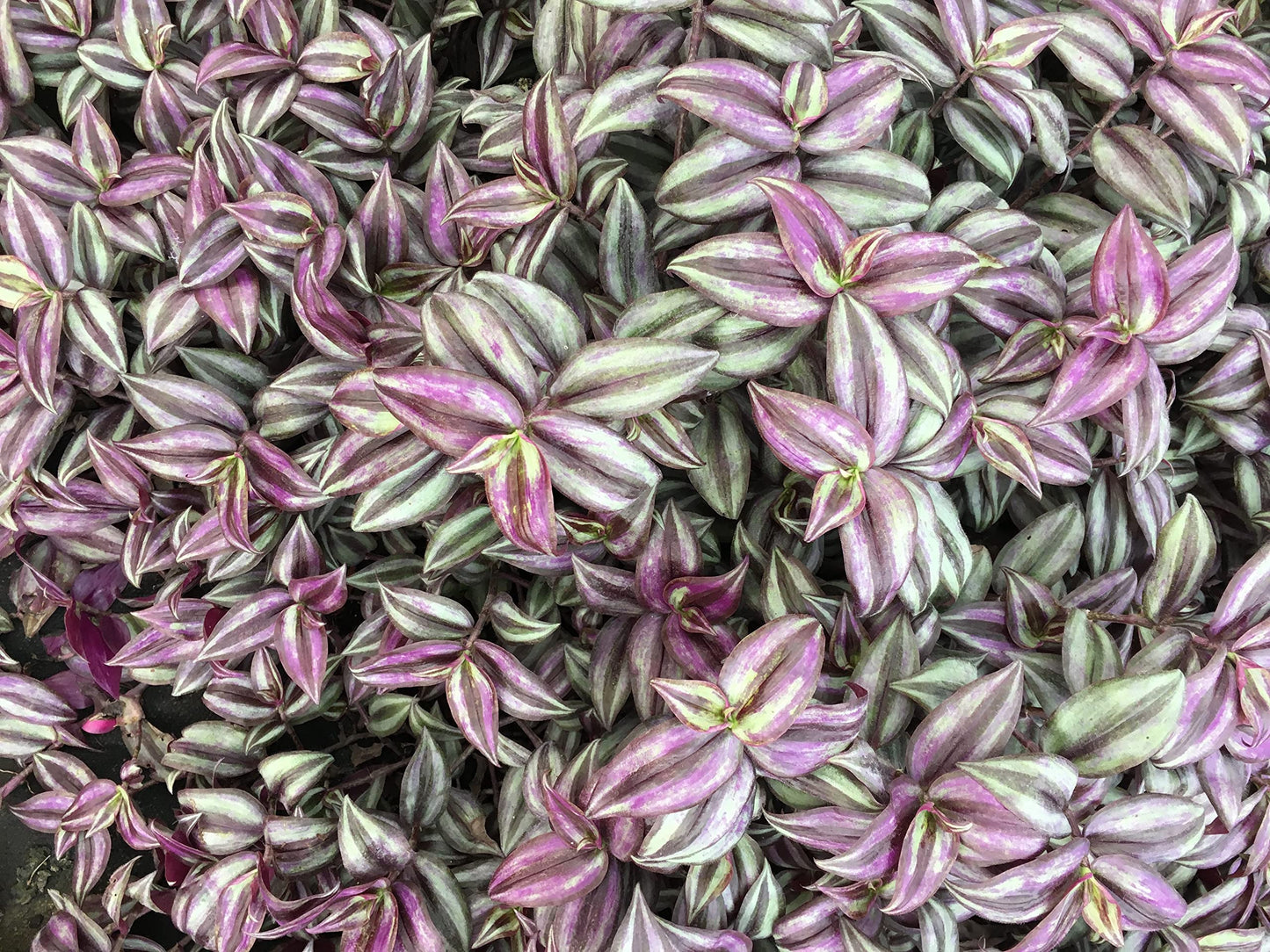 Purple Wandering Jew Plants in 4 Inch Pots (2) Please DO NOT Order in Severe Weather Conditions, These Plants DO NOT Ship Well in Extreme Heat and Cold
