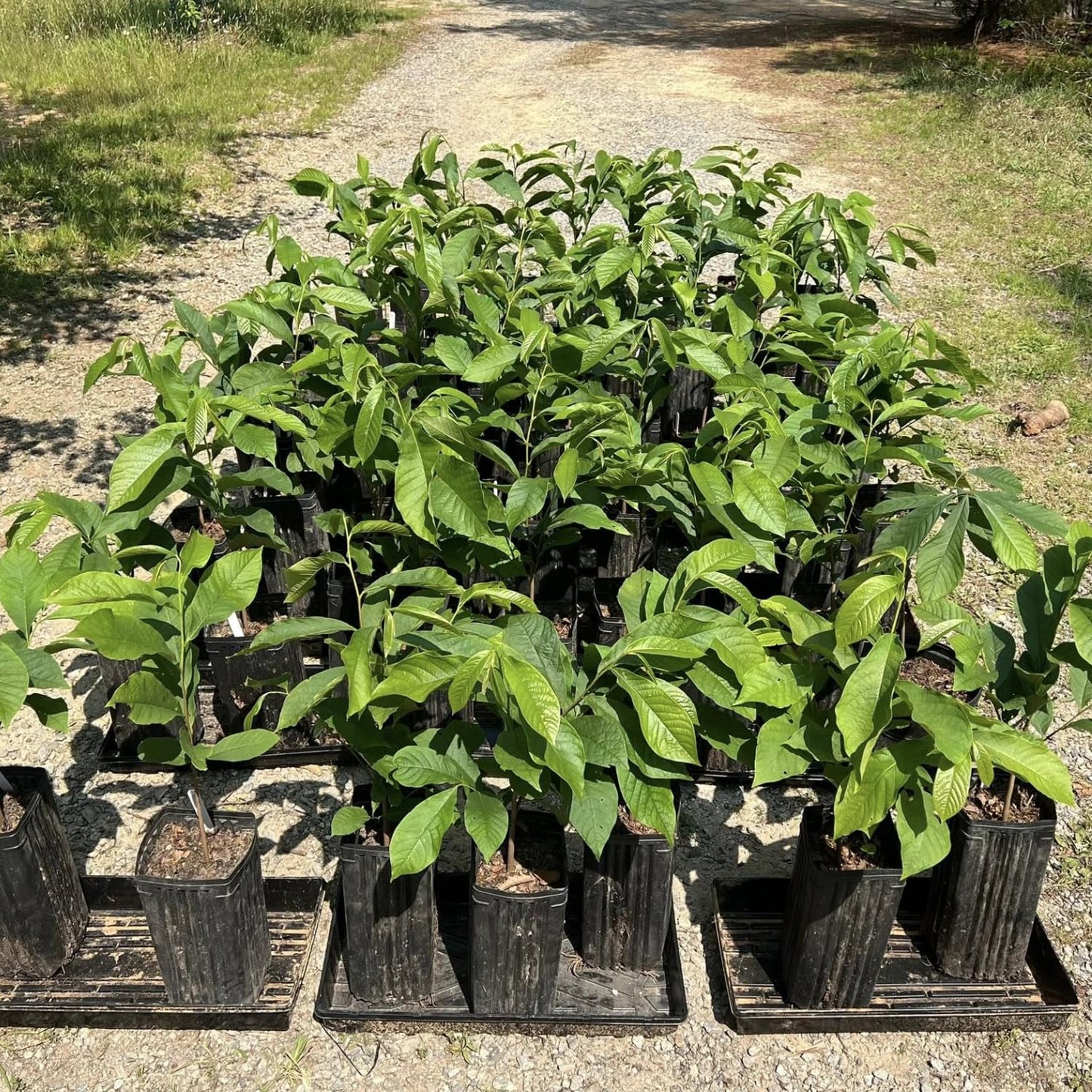 Pawpaw Tree Live Plant, 6-14 Inch Tall, Quart Pot, Cold Hardy Paw Paw Plant Live, Pawpaw Fruit Tree for Outdoor Planting