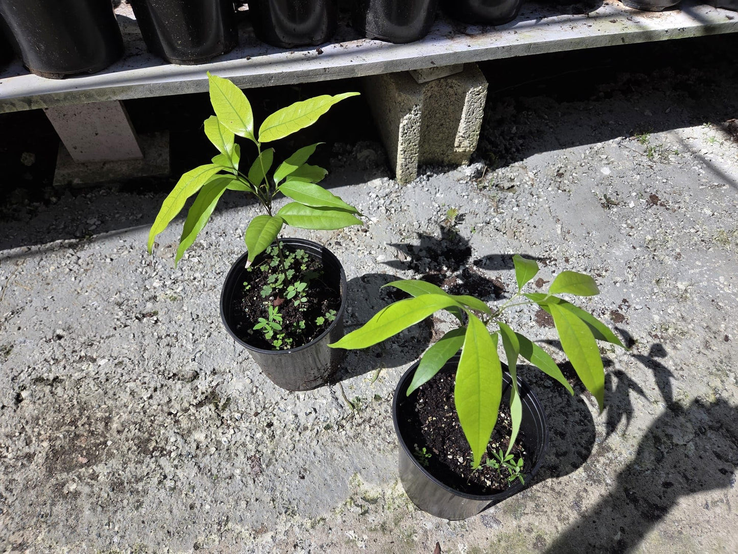 Lychee Fruit Tree Live Plant, Litchi chinensis, Seed Grown 8-12 Inch, Tropical Fruit Tree for Outdoor Growing, USDA Zones 9-11