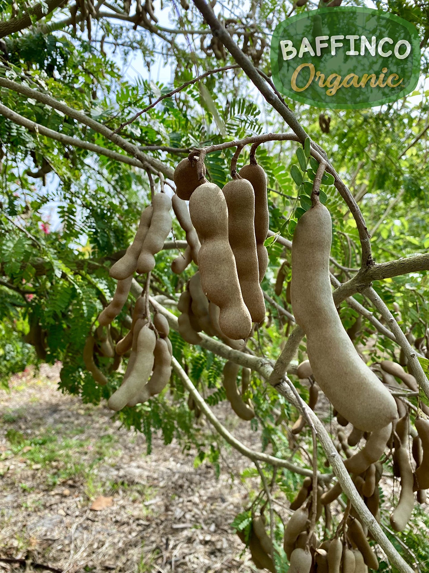Tamarind Seeds for Planting Grow Organic Florida Product of USA NEW Seeds (30)