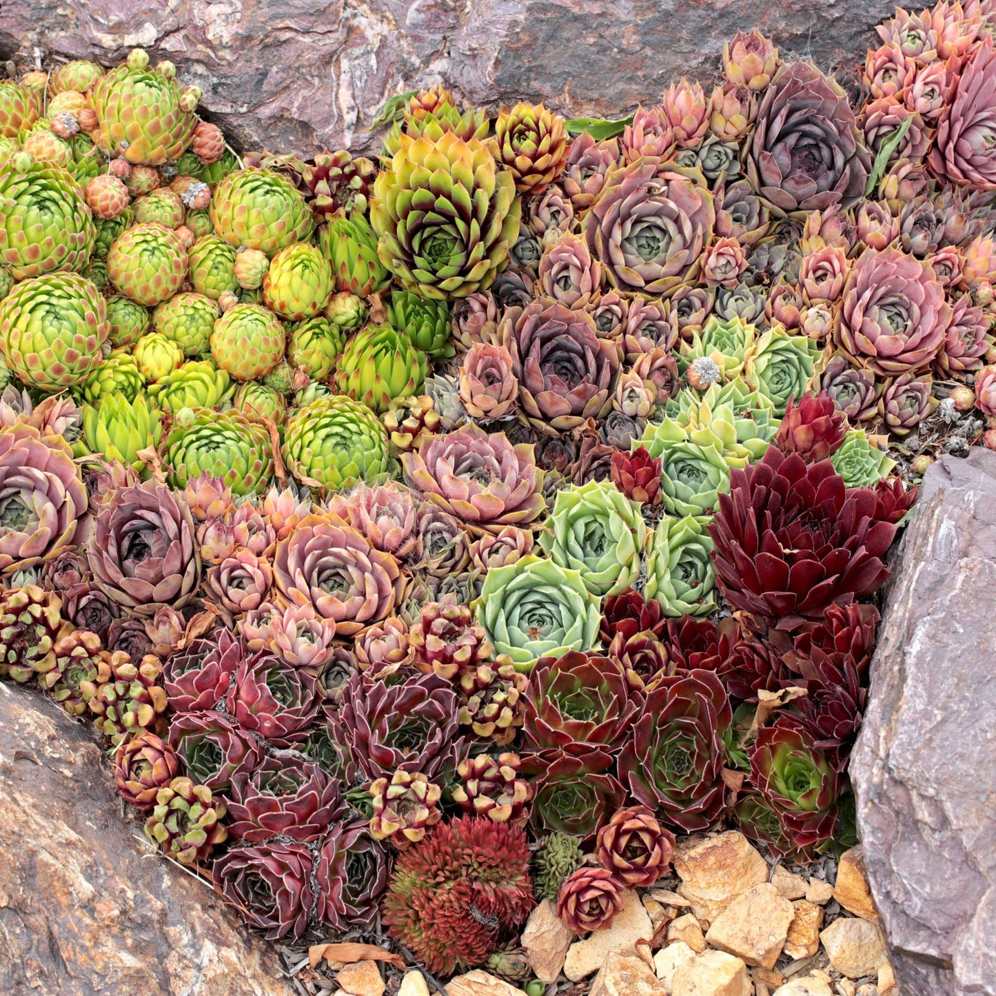 Mountain Crest Gardens Sempervivum Bulk Pack - 50 Live Cold Hardy Plants, 5 of Each Variety, Rooted in 2 Inch Pots - Real Succulents for Outdoor Projects, Landscaping & Resale