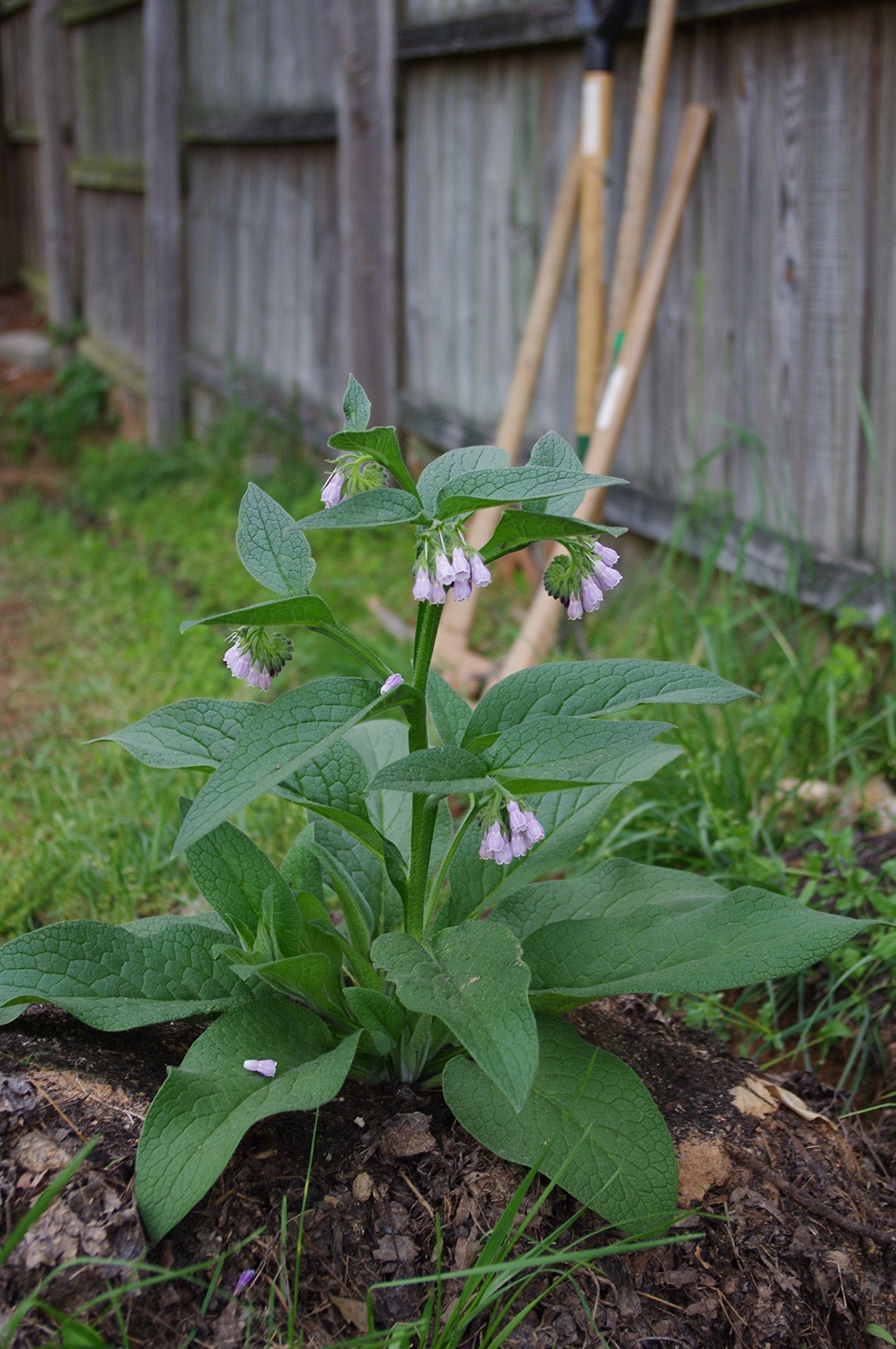 Russian Comfrey Plant - One Crown Cutting - Establishes much faster and more reliably than root cuttings - Bocking 14 Variety - Symphytum × uplandicum (1)