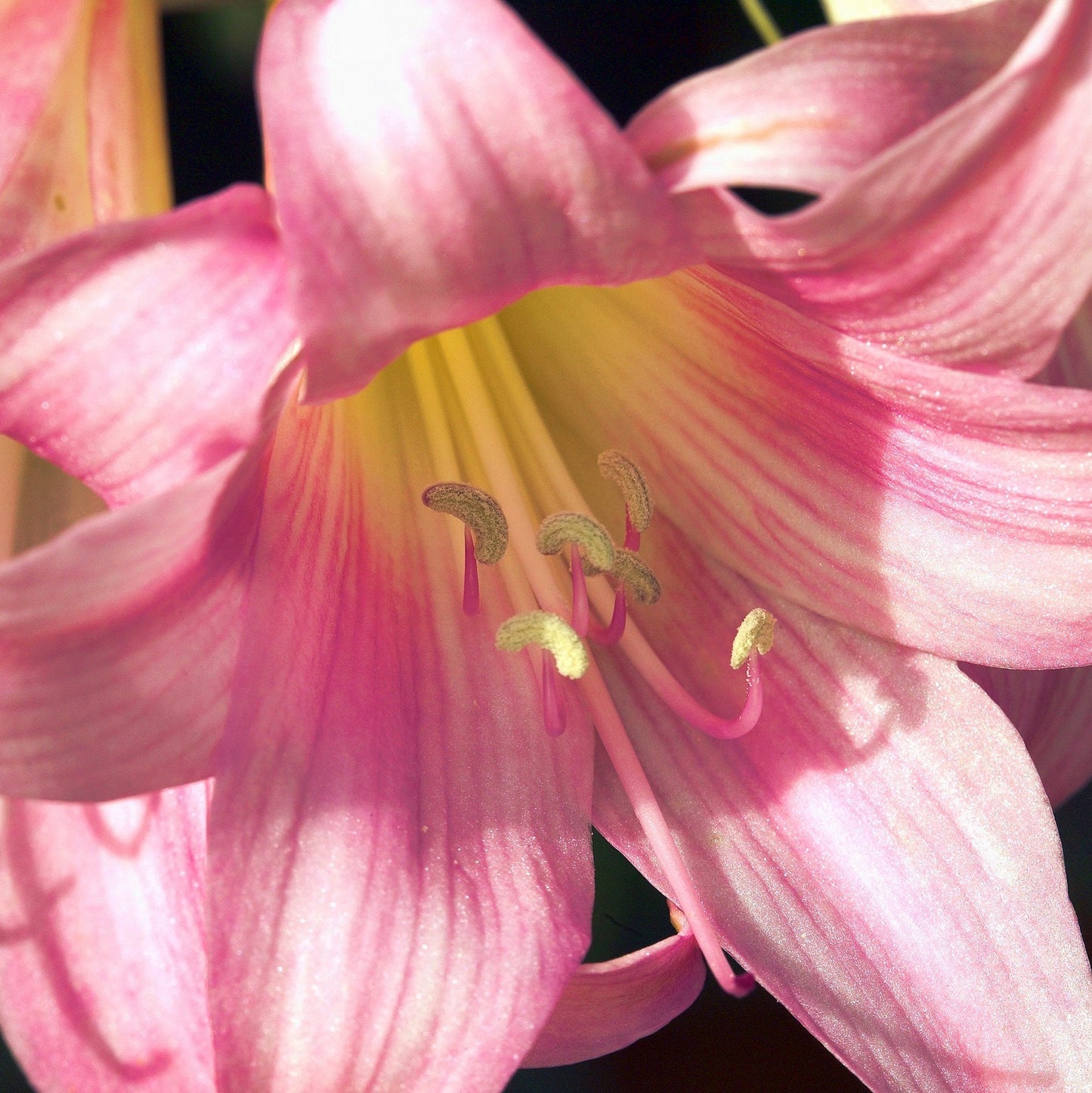 Easy to Grow Lilium Trumpet Lily 'Pink Perfection' Large Plant Bulb (1 Pack) - Tall Fragrant Pink Blooms in Summer Gardens