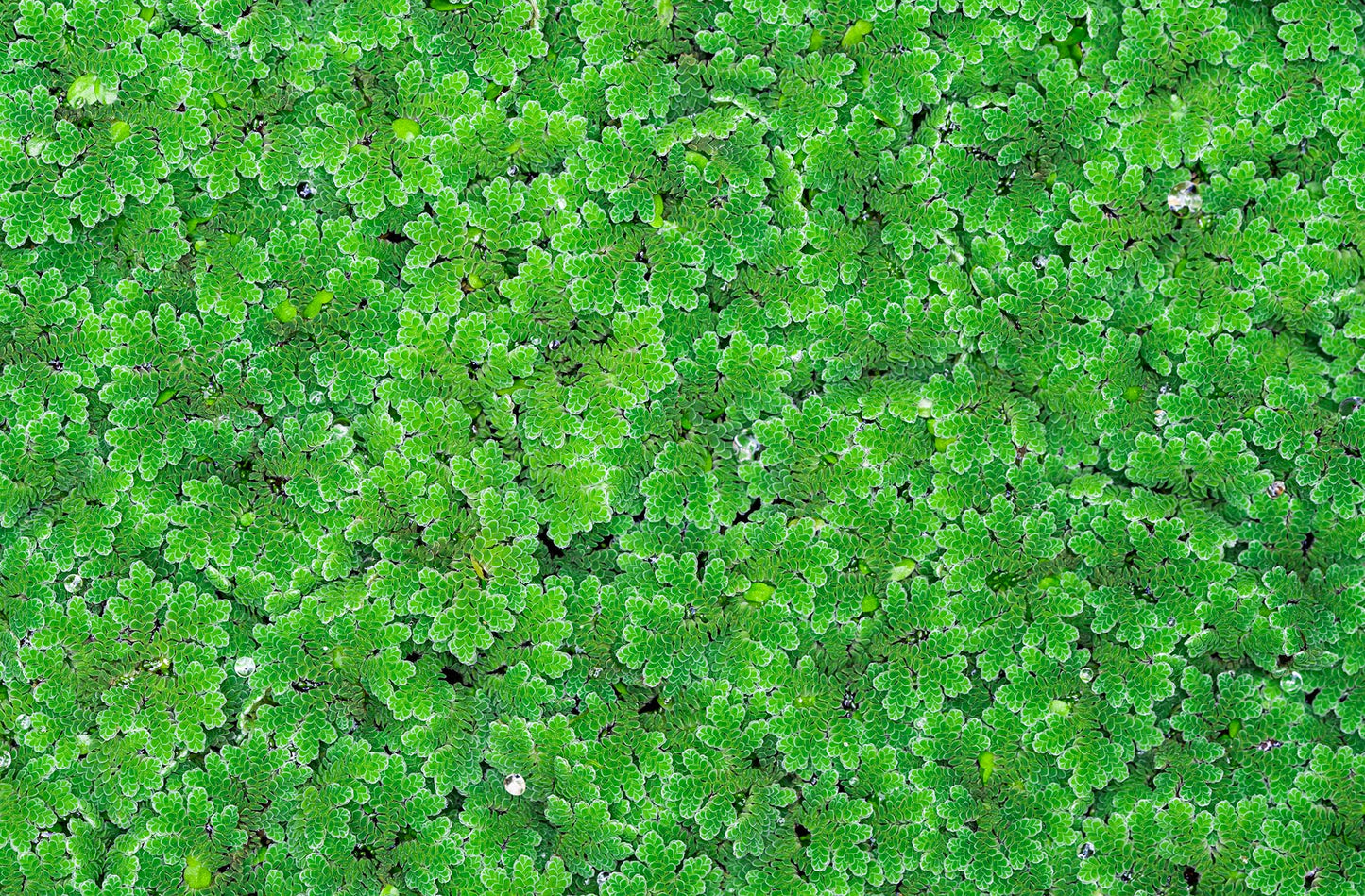 Azolla caroliniana 25 + Plants Live Floating Pond Plant Mosquito Fern Water Velvet Fairy Moss Aquarium Outdoor Ponds Fast Growth Outcompetes Algae Fish Food filiculoides