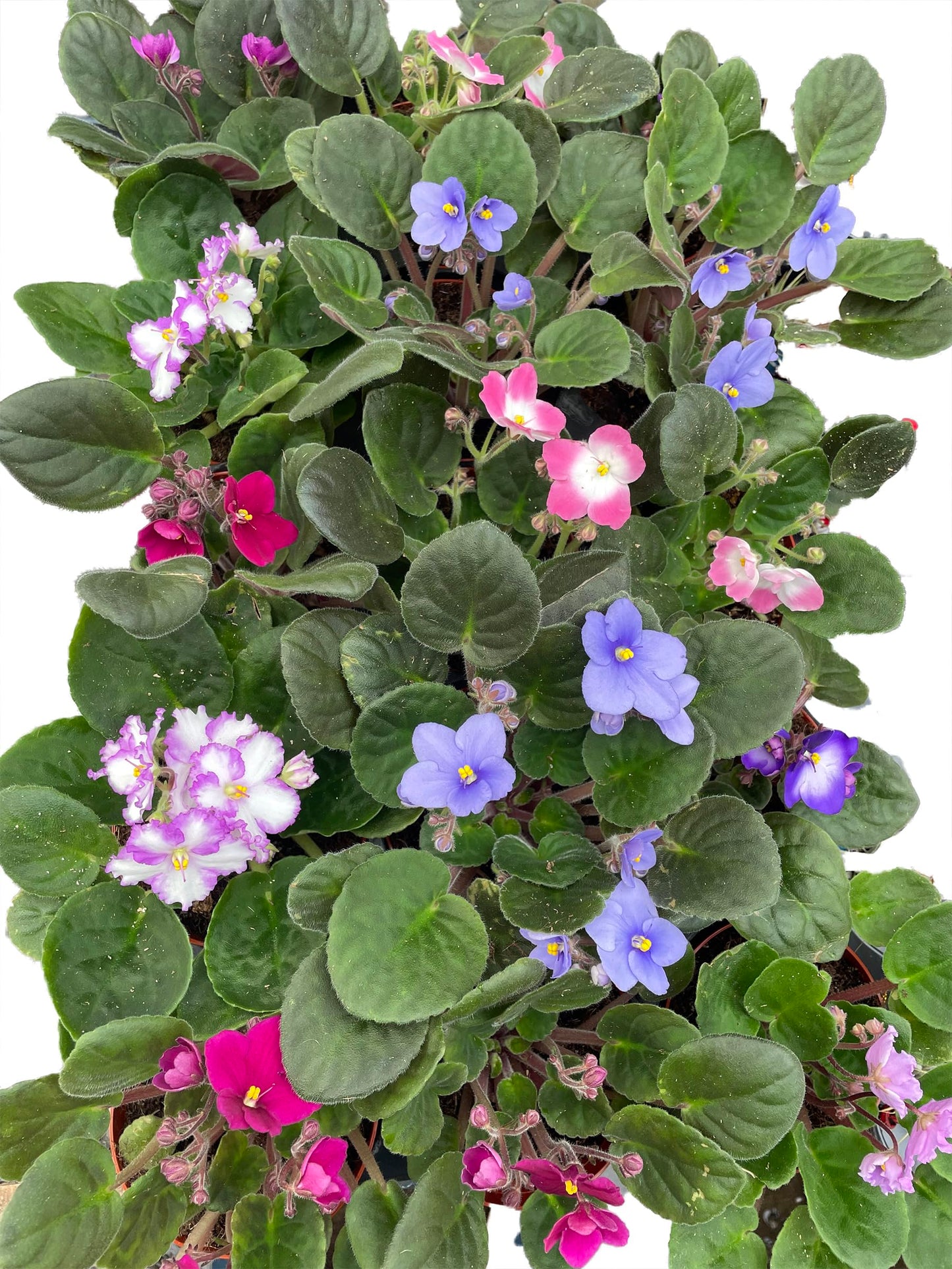 Novelty African Violet - 4" Pot - Best Blooming Plant