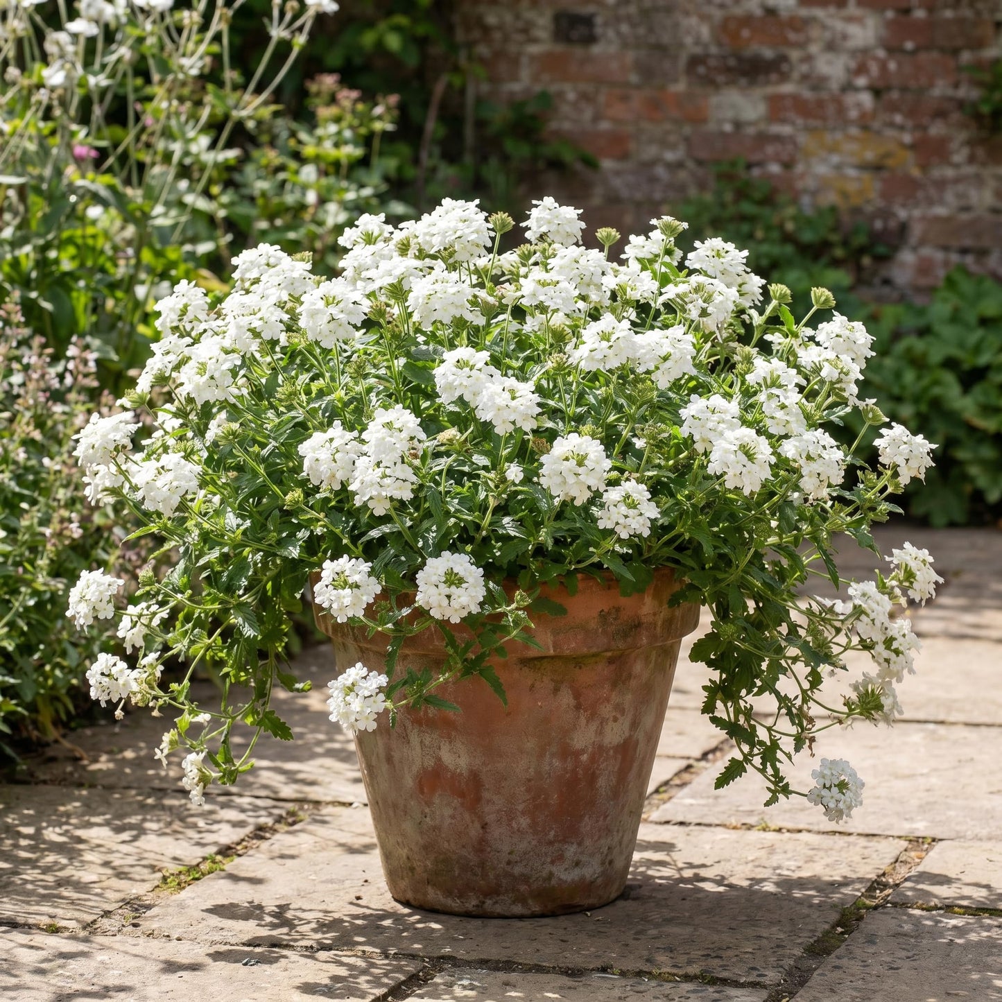 2 White Verbena Live Plants, Trailing Verbena Plants for Planting Outdoor, Perennial Ground Cover Flowers 4-7 Inches