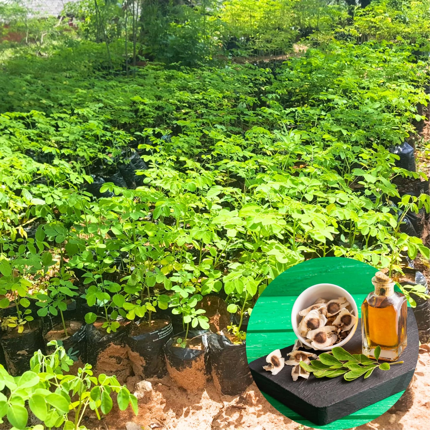 Dwarf Moringa Malunggay Trees Live Plants Well-Rooted, 6-10" Drumstick Horseradish Tree in 4" Pot, Moringa Oleifera for Gardening