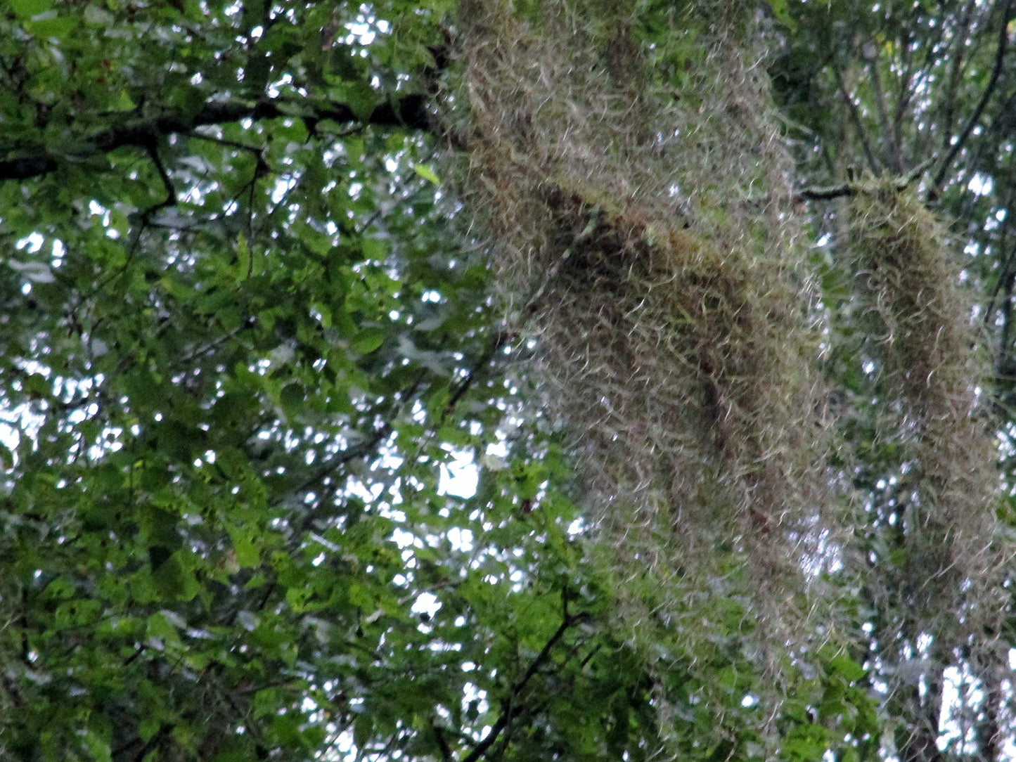 New, Fresh Organic Spanish Moss Live Air Plant OVERSTUFFED Quart Bag Picked from Our Farm & Area.You Buy, we Pick!