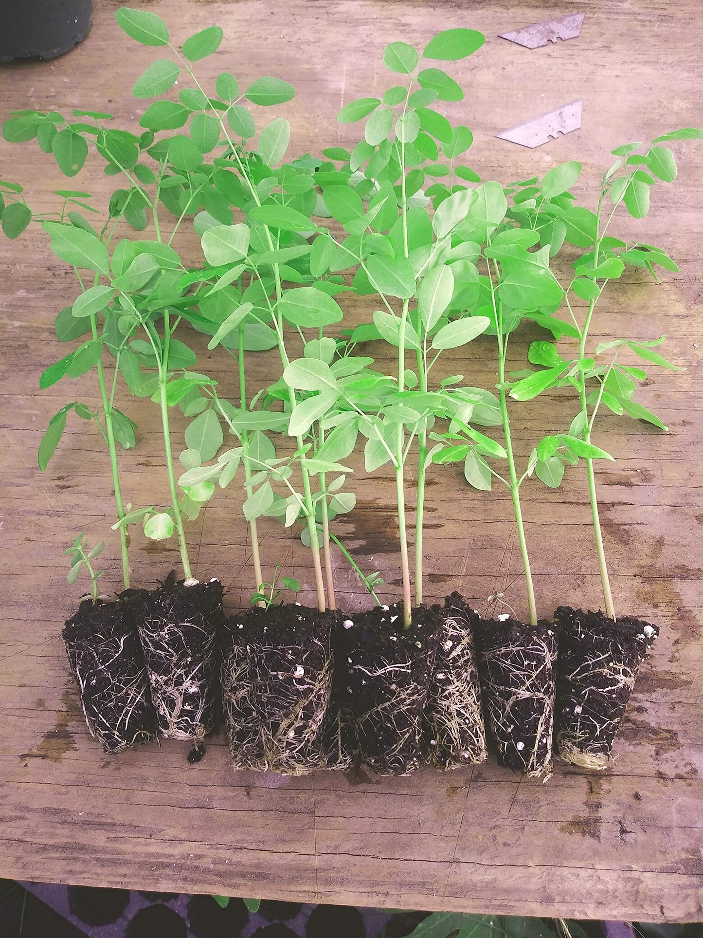 10 Live Plants Moringa oleifera Live Plant Size up to 10" to 15" 00