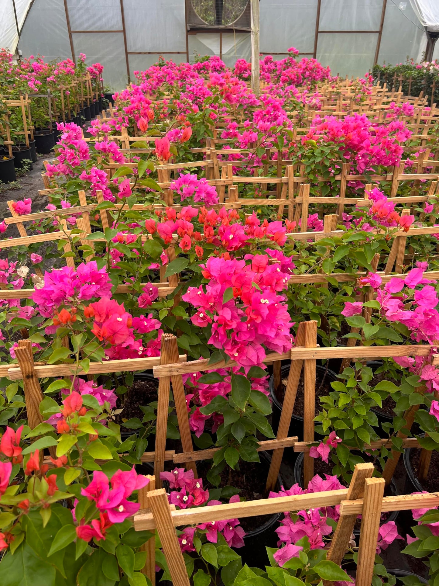 16" Tall Pink Bougainvillea Live Well Established Plant in 6" Pot with Wood Trellis Bright Colors Flowering Vine Indoor/Outdoor Perennial/Annual Tropical