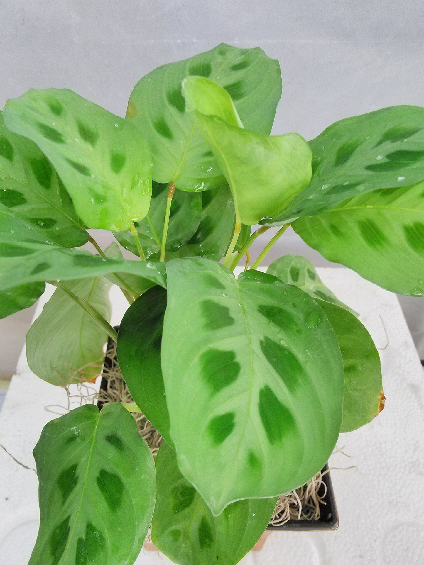Jmbamboo - Green Prayer Plant - Maranta - Easy to Grow - 5" Decorative Coconut Pot - Easter Plant