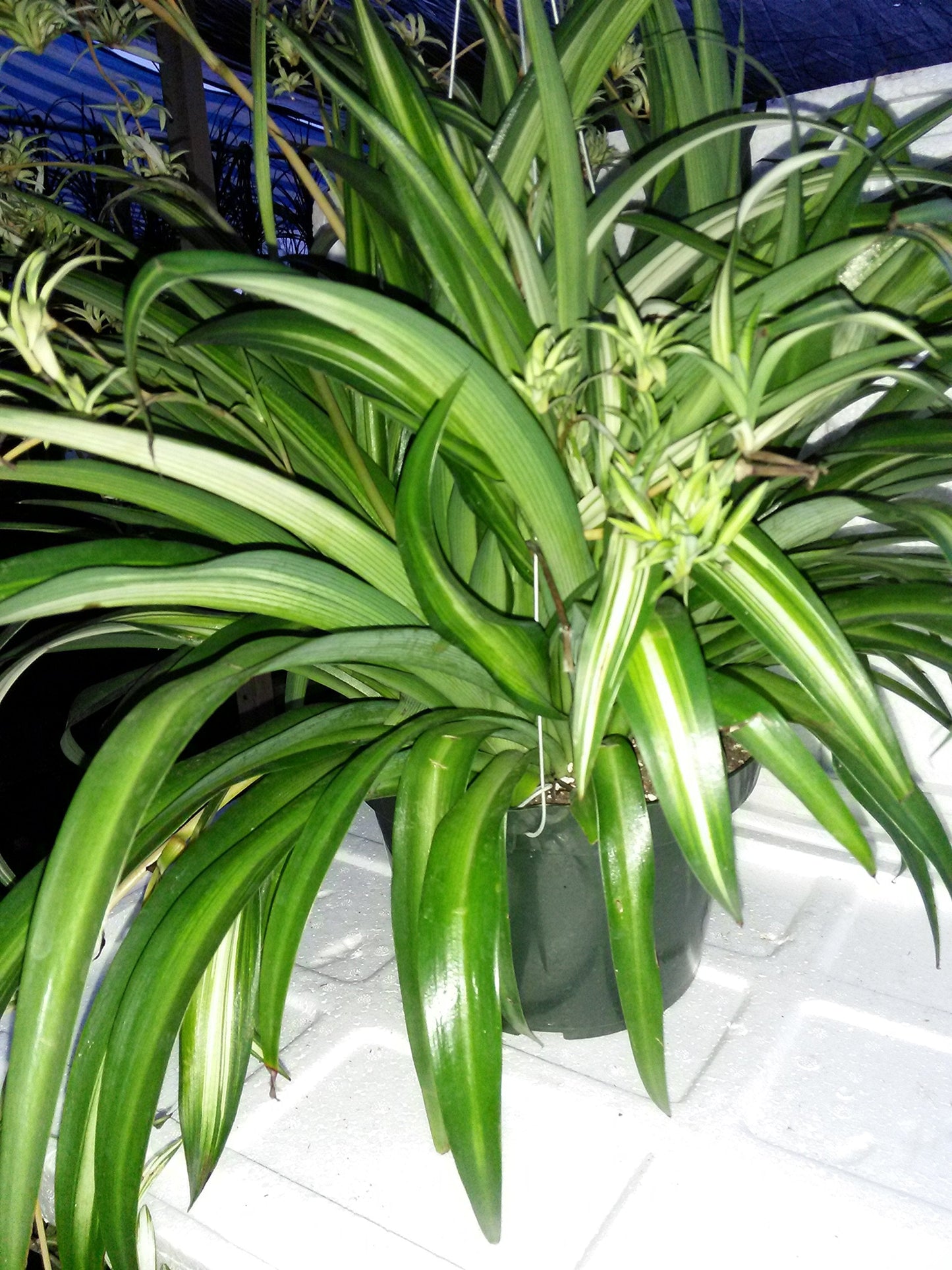 Ocean Spider Plant - Easy to Grow - Cleans the Air - NEW - 8" Hanging Basket from Jmbamboo
