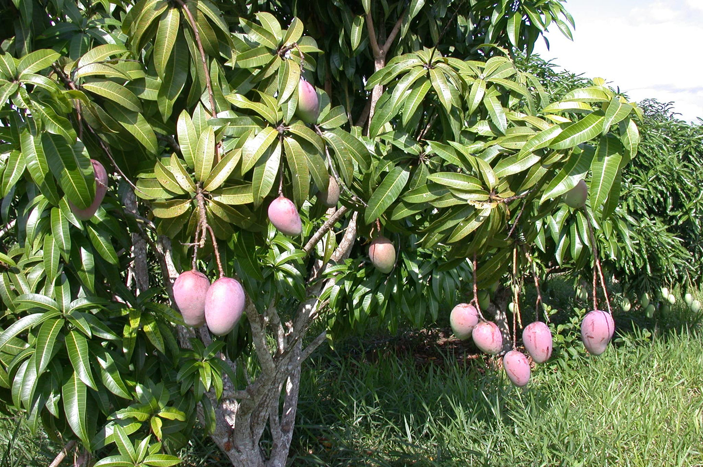 Grafted Mango Tree - Live Fruit Tree in a 3 Gallon Pot - Variety is Grower's Choice Based on Season, Health and Availability - Tropical Edible Fruit Bearing Tree