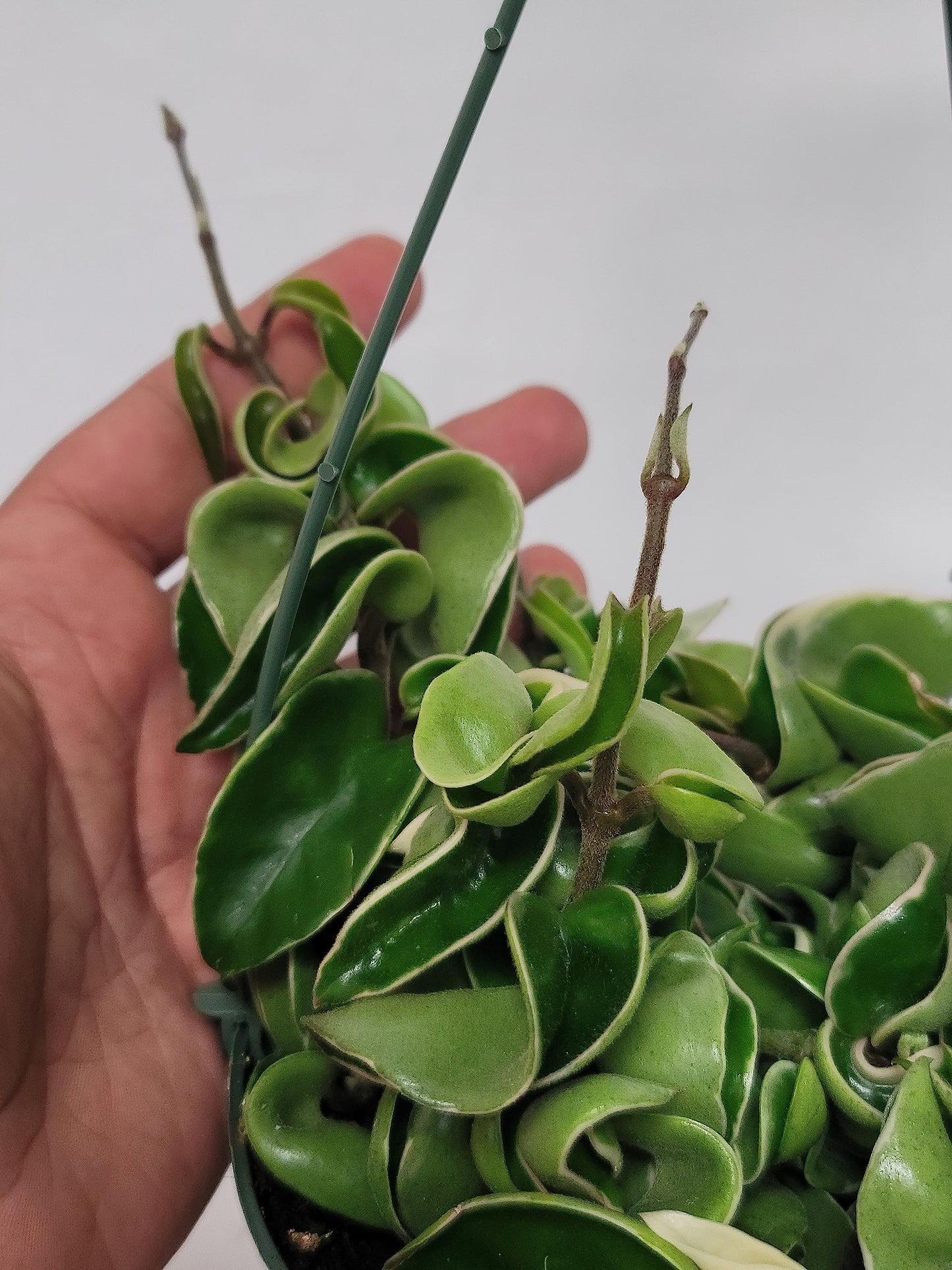 Variegated Hoya Compacta aka Hoya Hindu Rope Variegated Available in 2", 4", and 6" Pot Live Hoya Plant Prime Plants California (1 Small Plant/stem, 4" Pot)